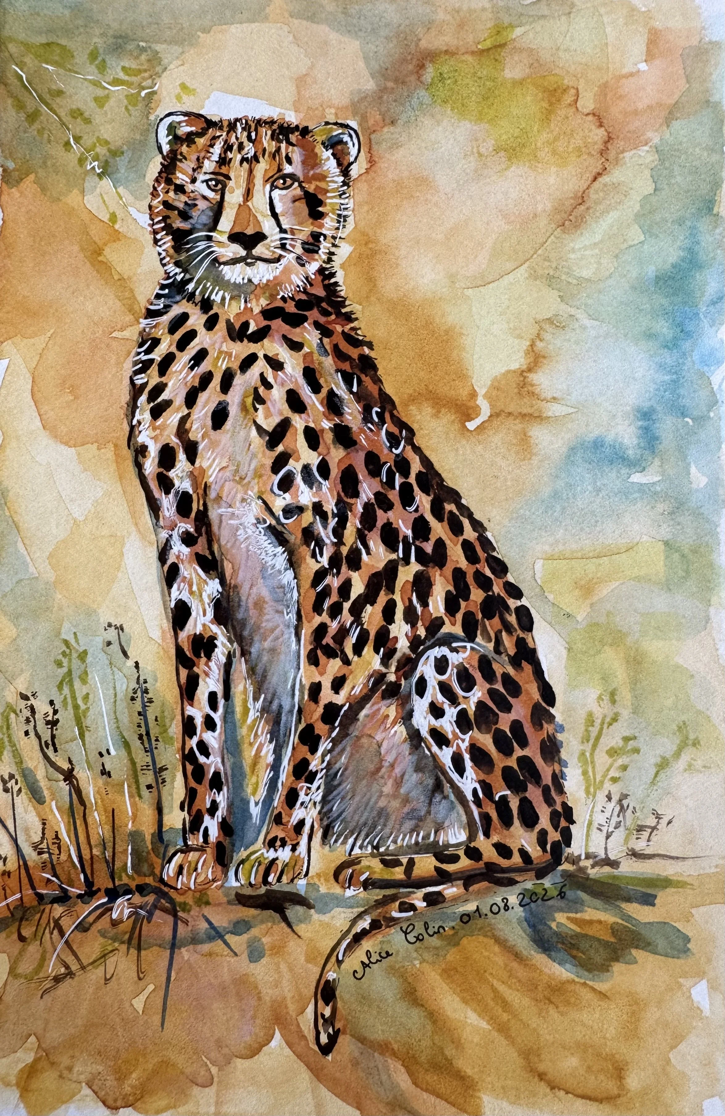 Cheetah