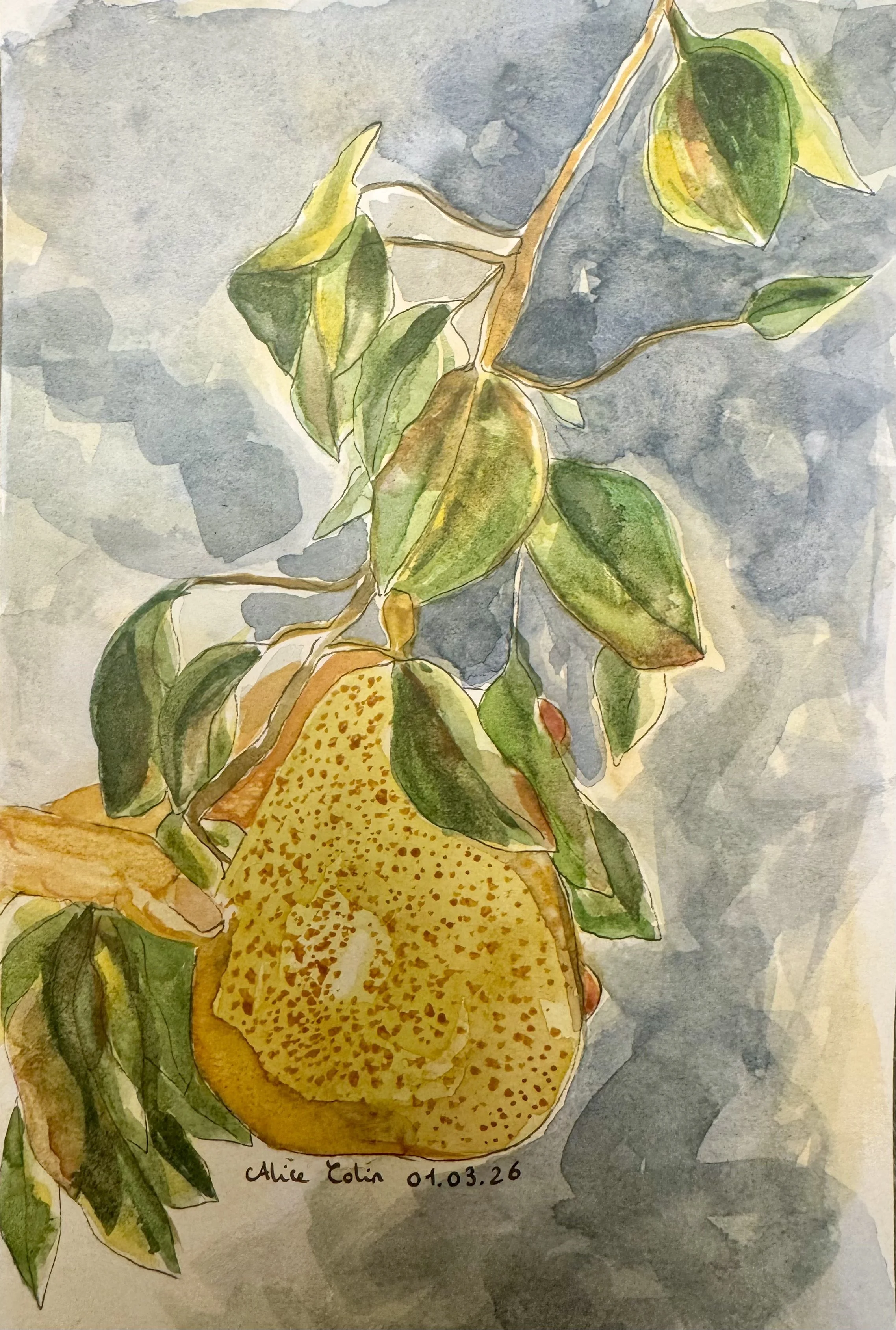 Pears on a branch