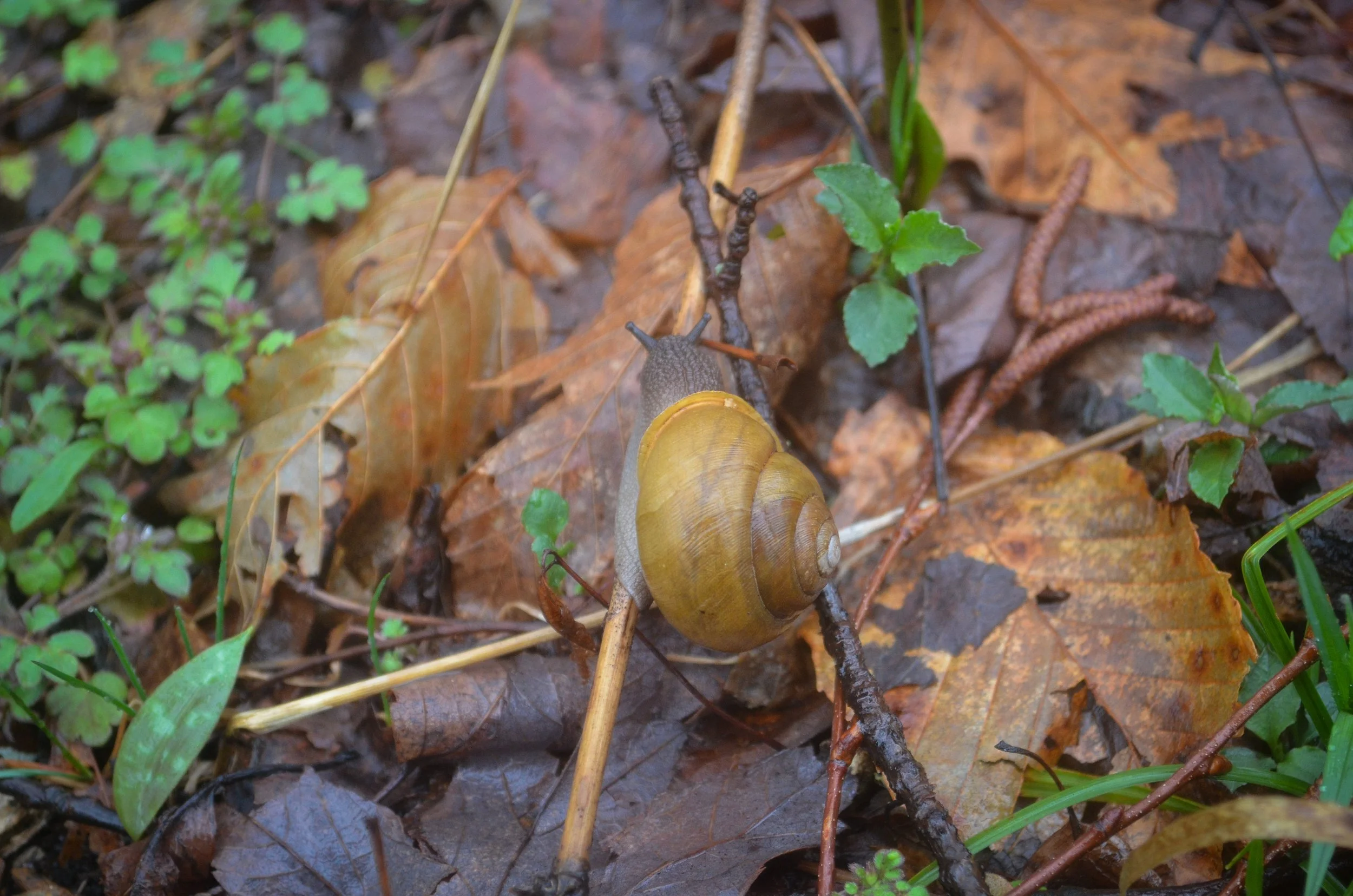 Snail moving along a stick in the rain, Great Smoky Mountains