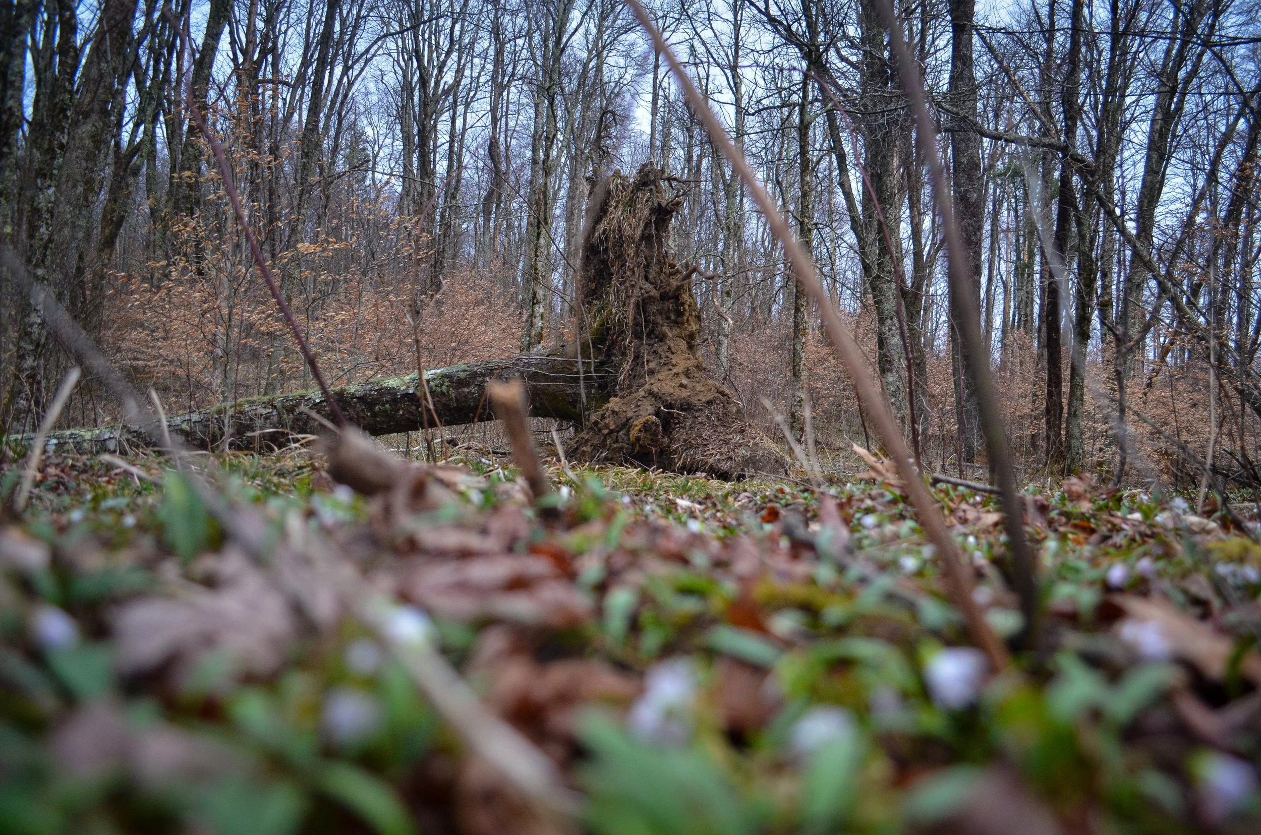 Forest floor at Campsite 26, hemlock grove, Great Smoky Mountains