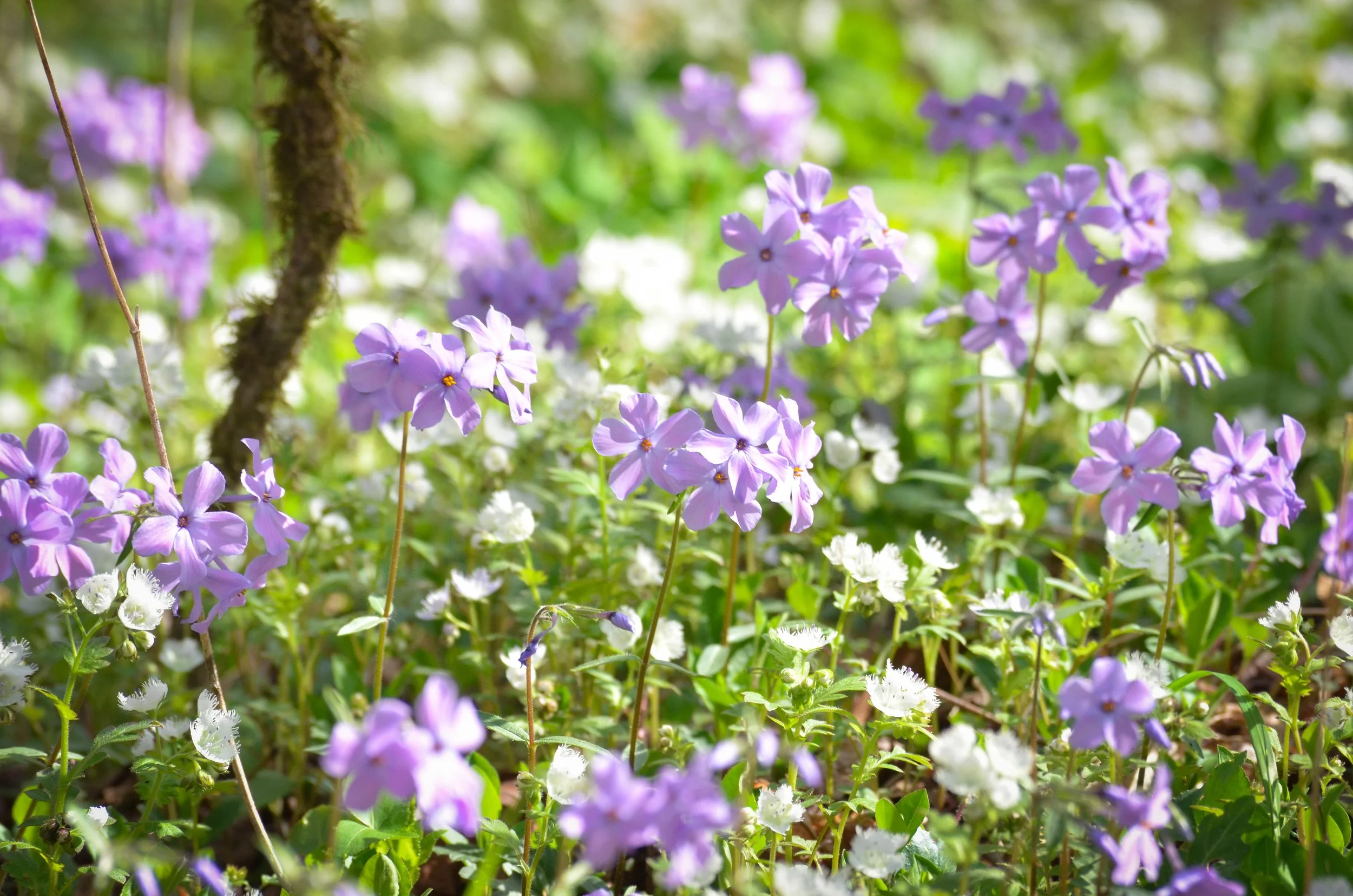 Purple and white wildflowers blanketing the forest floor, Great Smoky Mountains