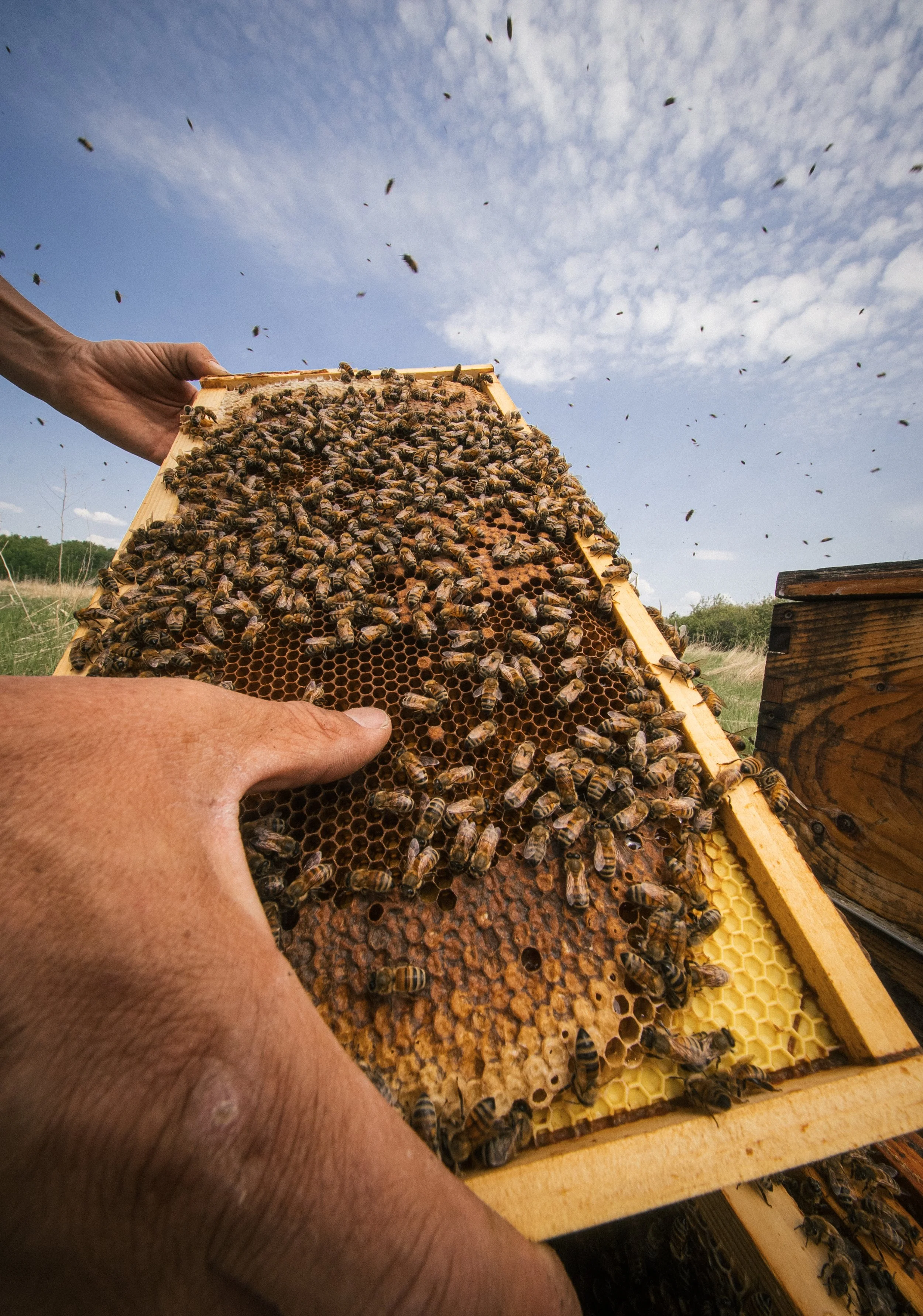 Prairie Apiary