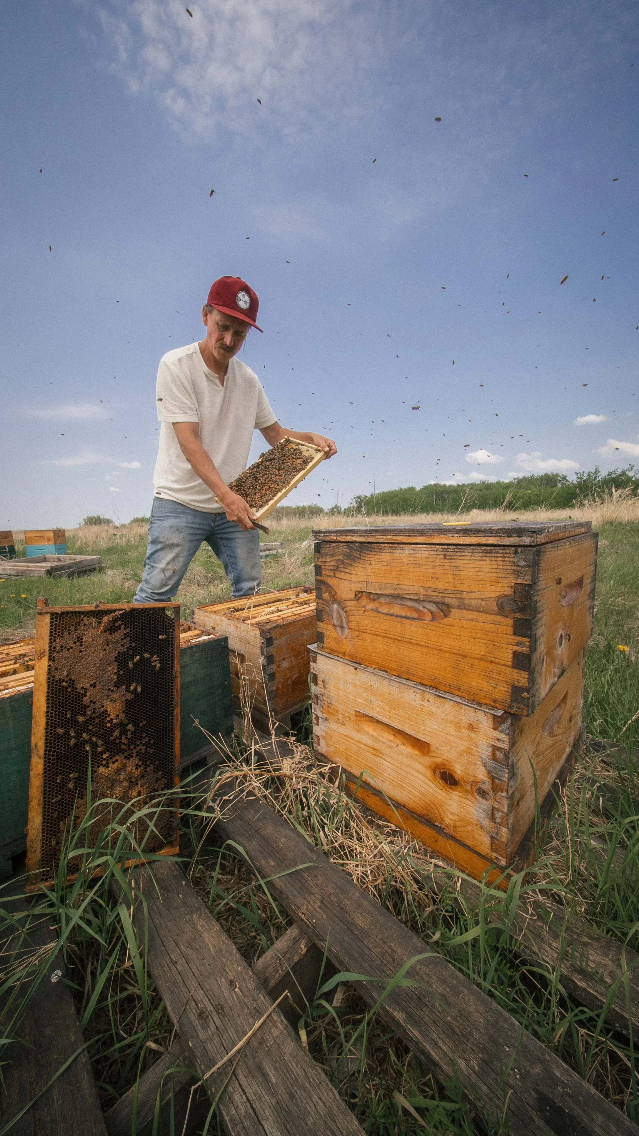 Prairie Apiary