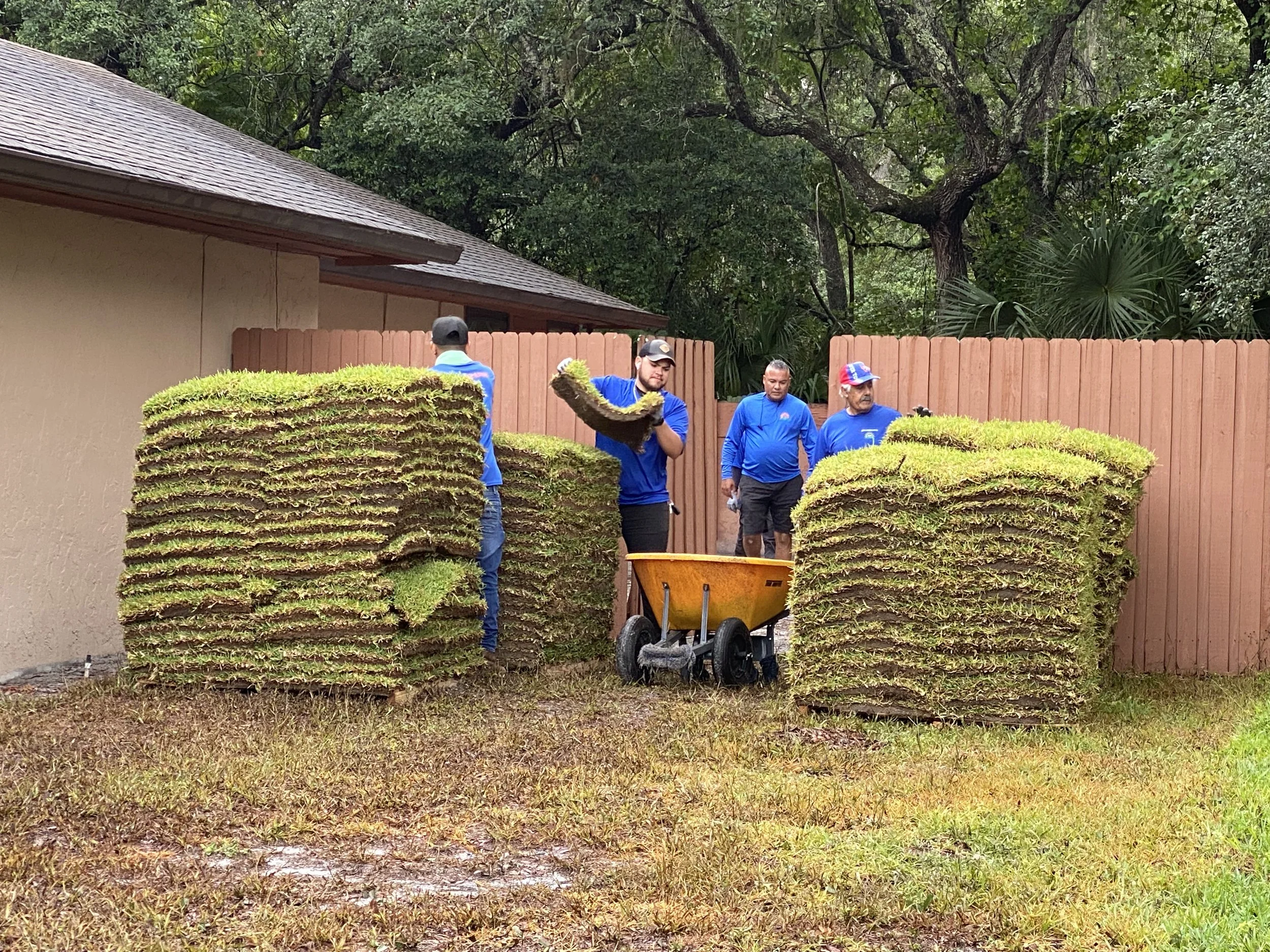 Four men are working in a backyard, stacking and moving large rolls of sod i with a wheelbarrow nearby. They are wearing blue uniforms and are next to a wooden fence, with trees and a house in the background.
