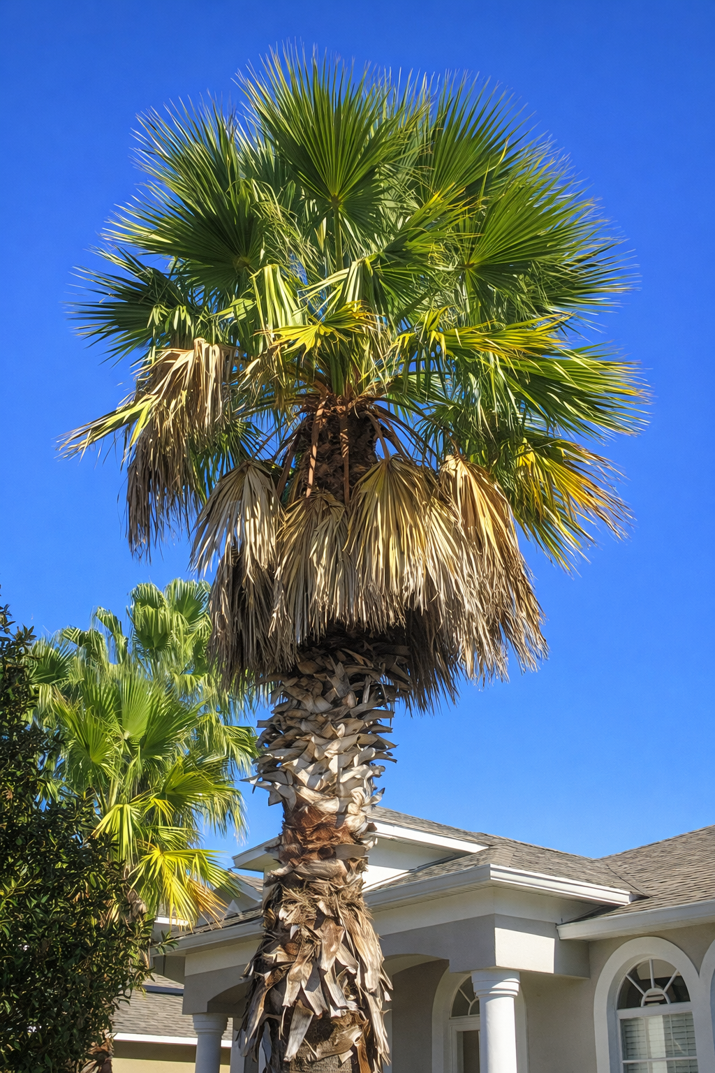 A tall palm tree with large green fronds and dried brown leaves hanging from its crown, in front of a house with a white exterior and arched windows under a clear blue sky.