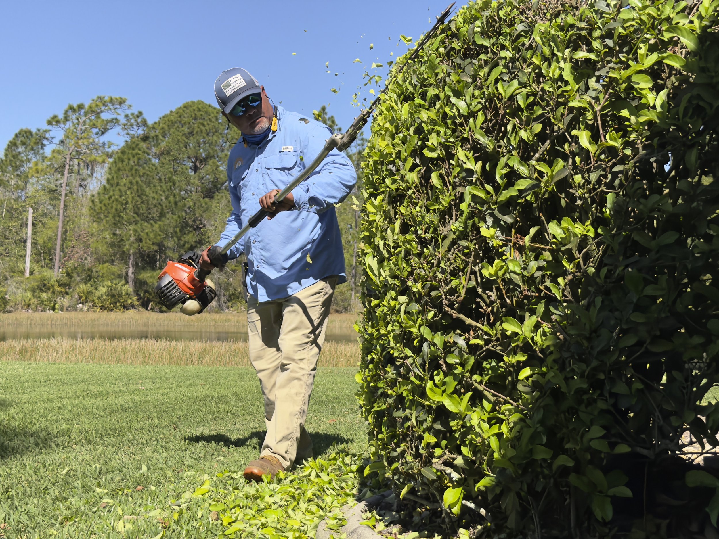 A man in a blue shirt and beige pants trimming a large hedge with a trimmer outdoors on a sunny day.
