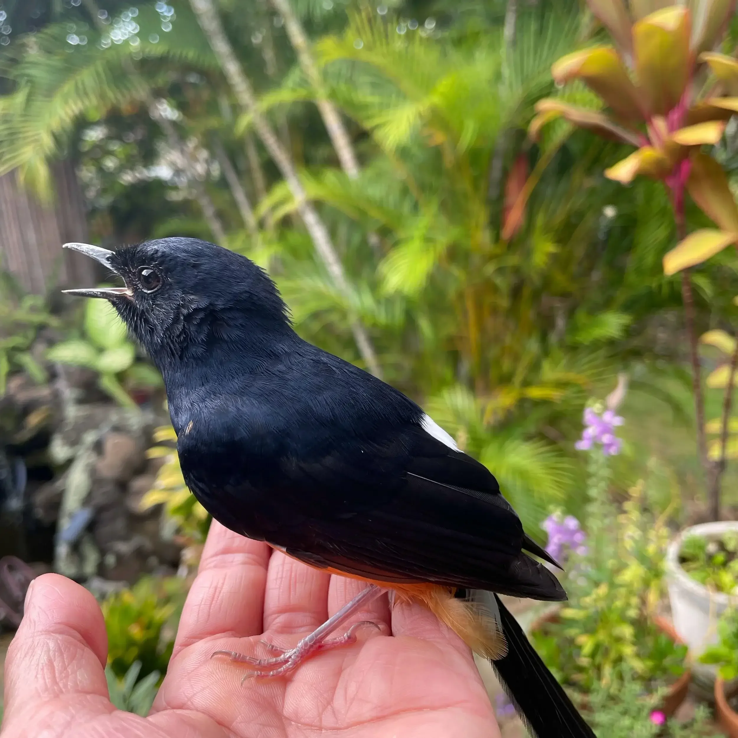 Quantum-Touch and a Wild Bird’s Trust