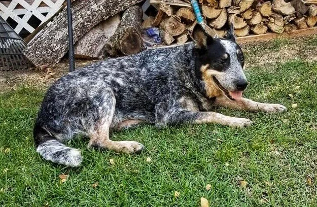 Supporting My Dog’s Transition with Quantum-Touch