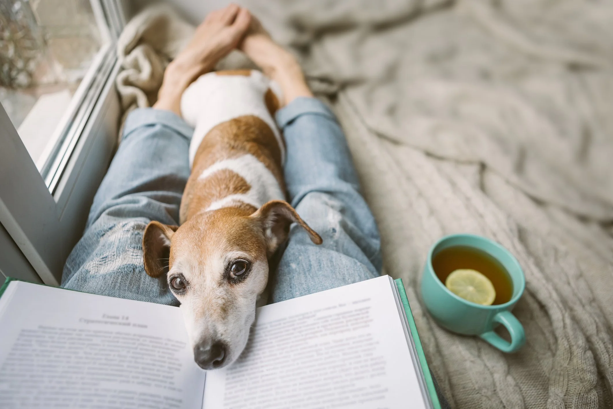 Person resting at home with a small dog during a distance energy healing session