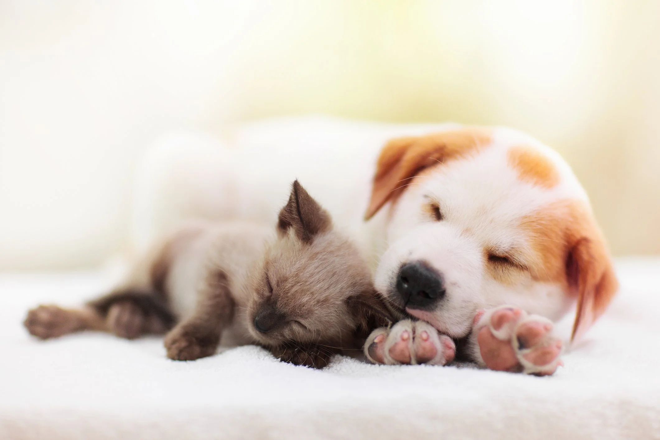 A puppy and kitten resting peacefully together, illustrating the calm effect of animal energy healing