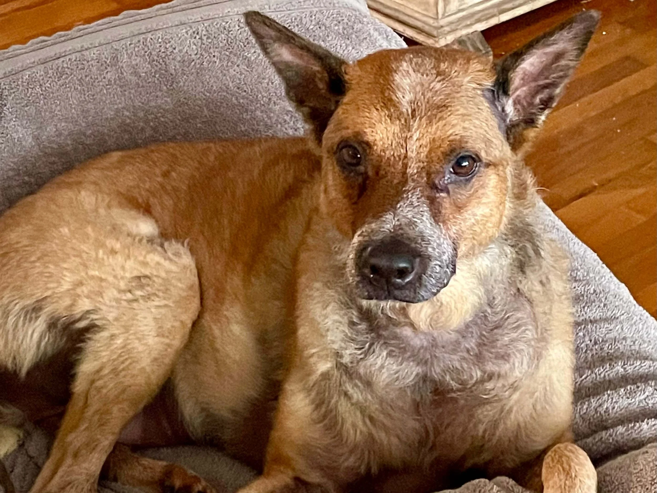 Energy Healing for Anxious and Rescue Dogs