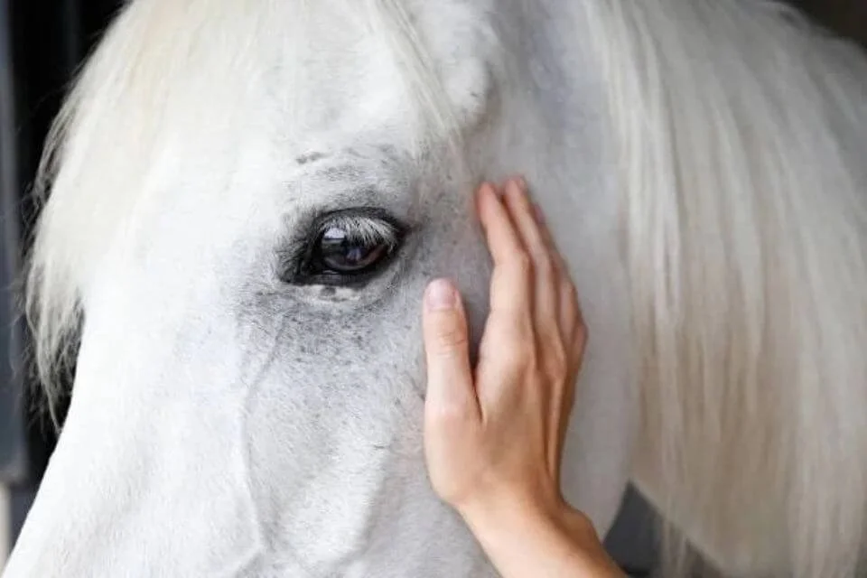 A hand resting gently on a white horse's face, illustrating connection and calm during an animal energy healing session