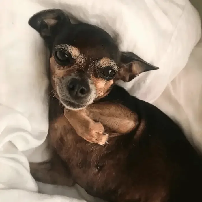 Kiki, a dog whose energy and vitality returned after an animal energy healing session