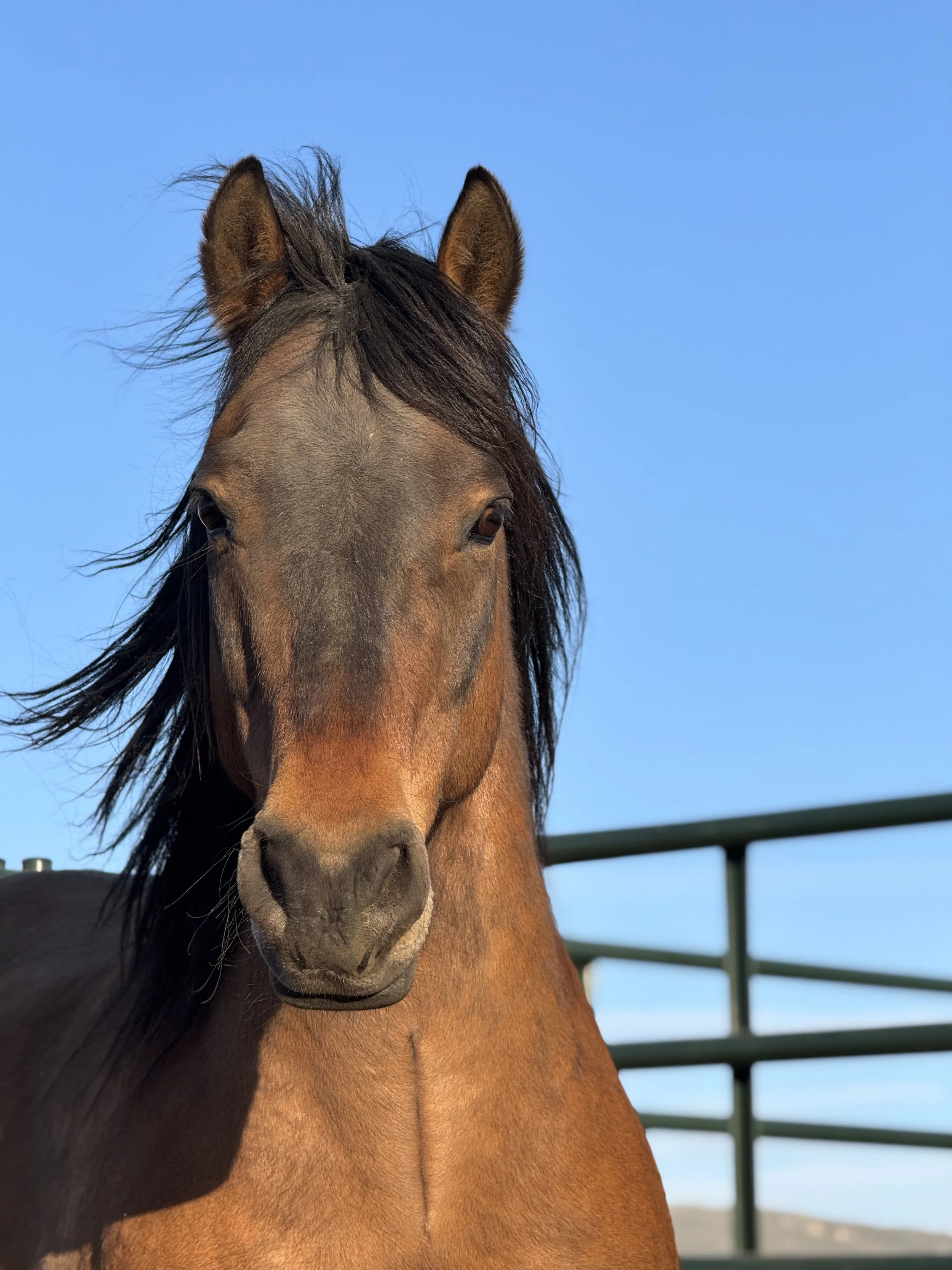 Close-up of a brown horse's face with black mane, set against a blue sky and green fencing in the background.
