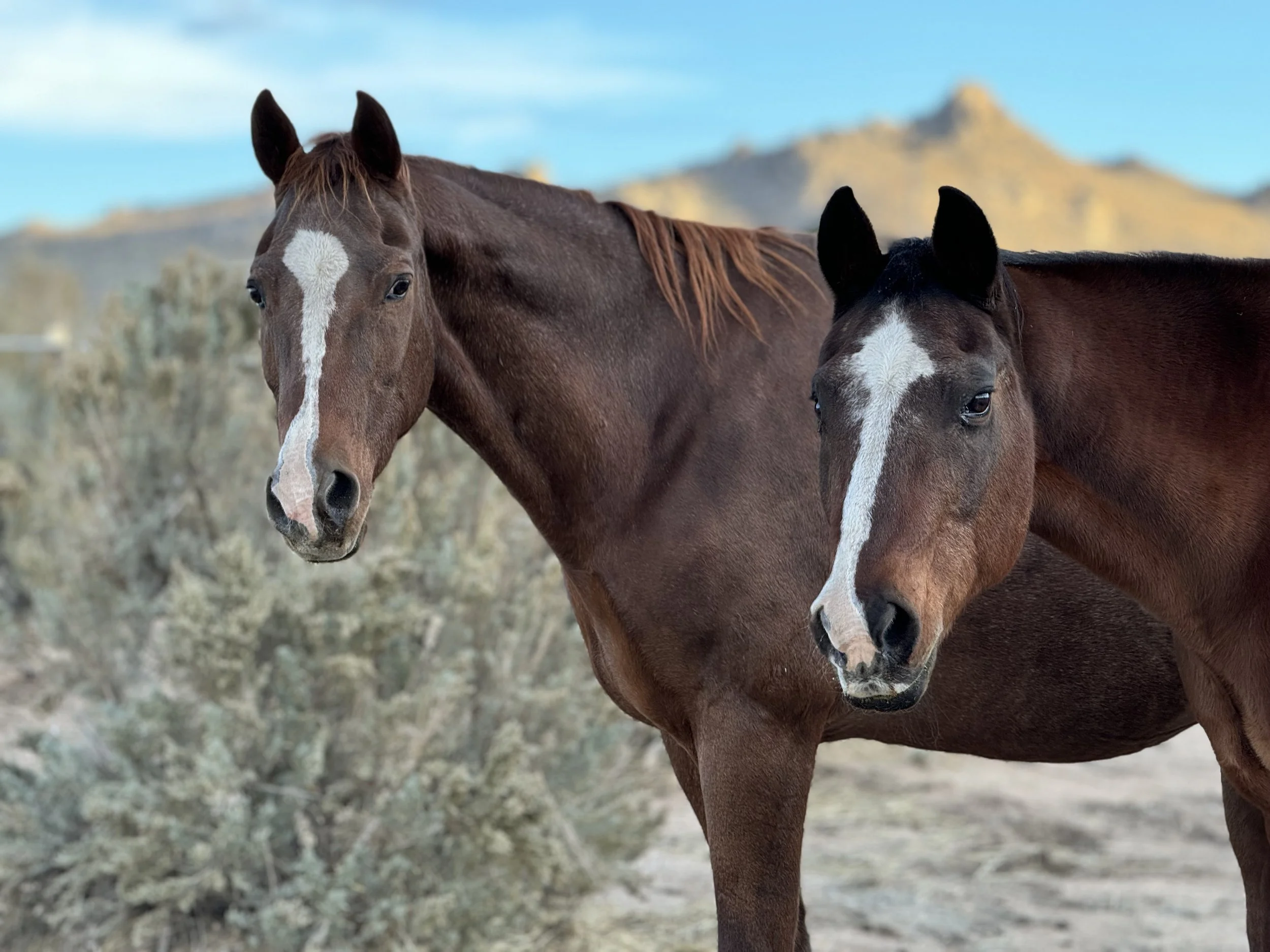 Two horses standing outdoors with mountains in the background during daytime.