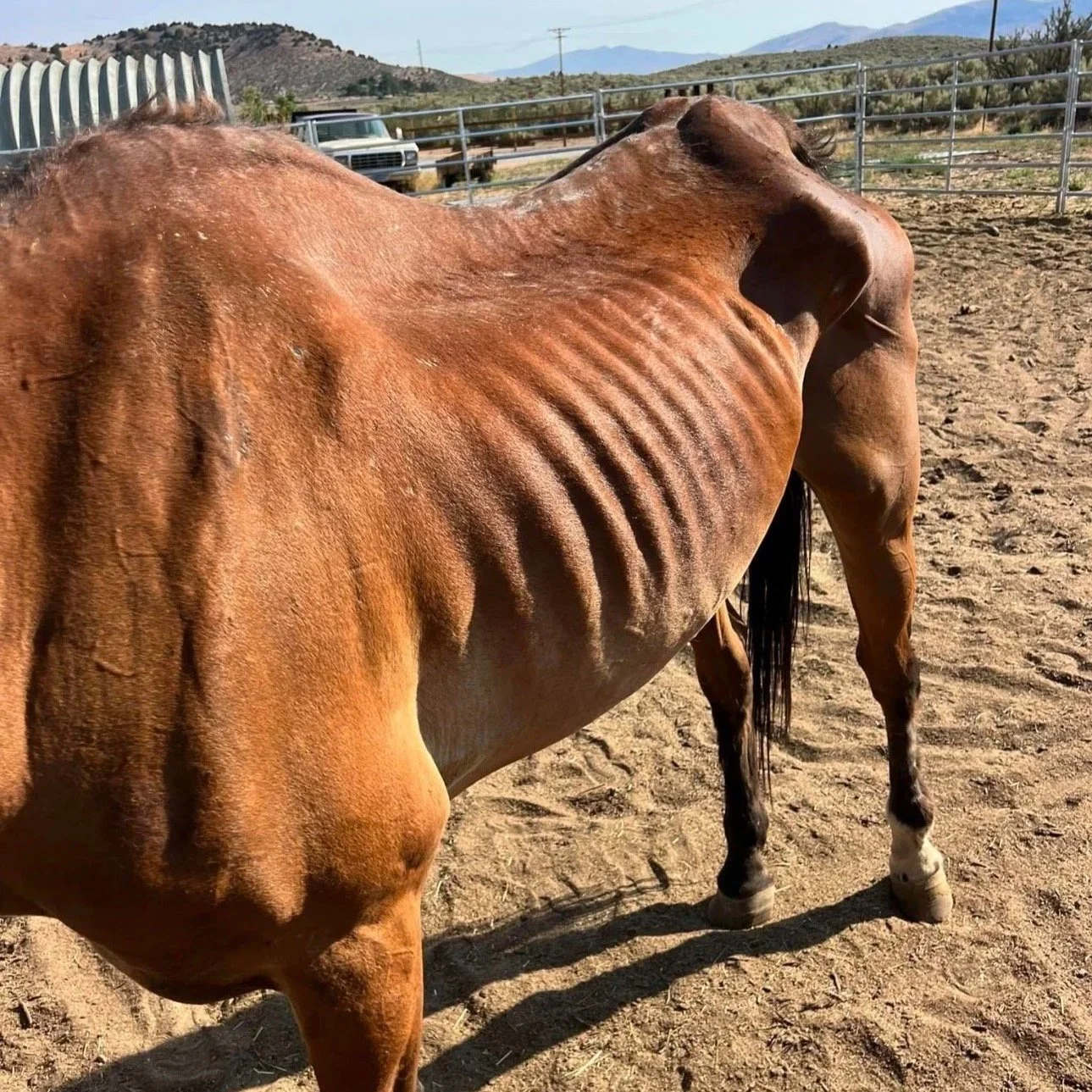 A close-up of a brown horse in a sandy outdoor paddock, viewed from behind, showing its ribs and tail, with fences, vehicles, hills, and mountains in the background.