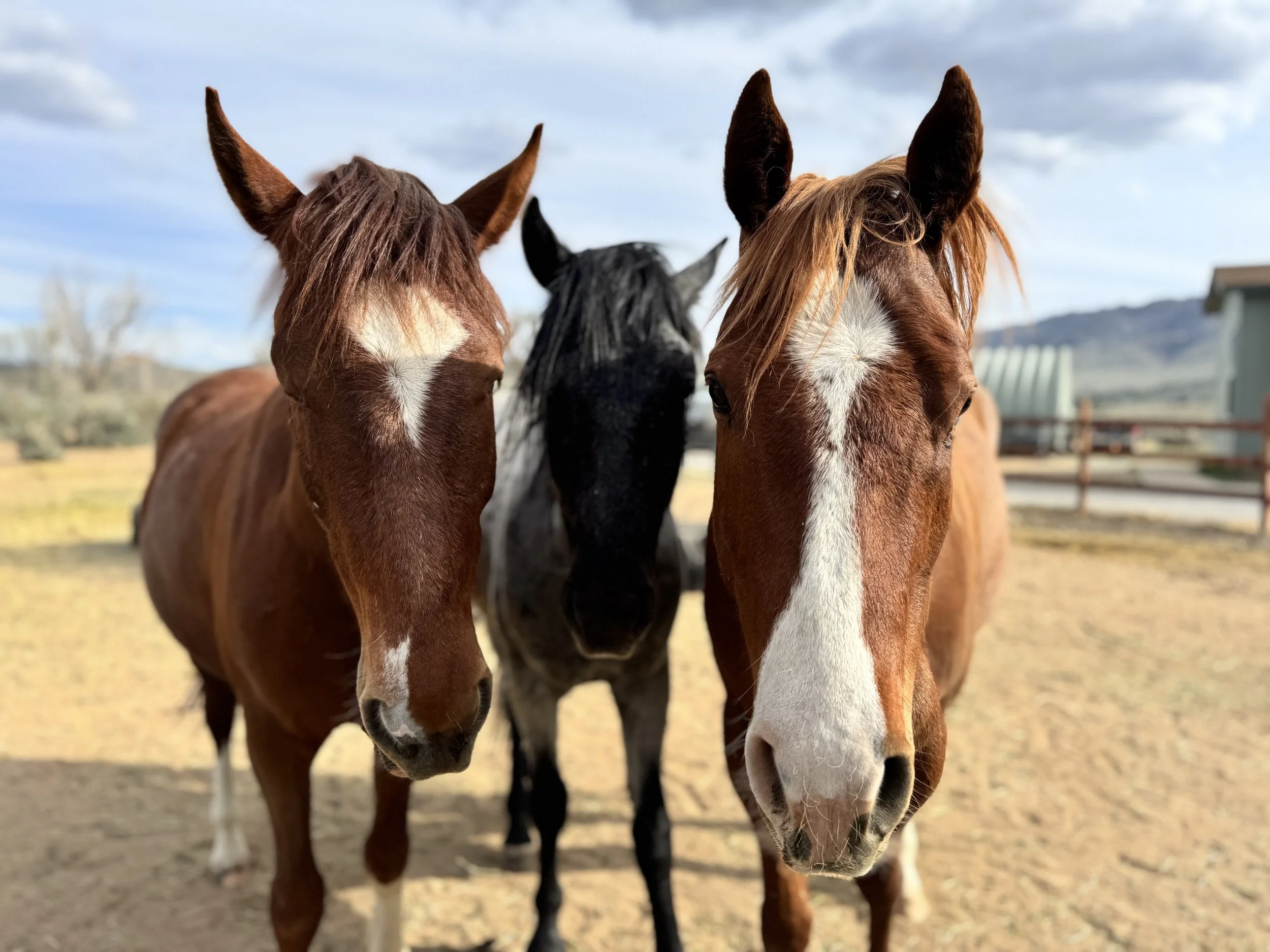 Three horses standing outdoors, facing the camera, with a cloudy sky in the background.