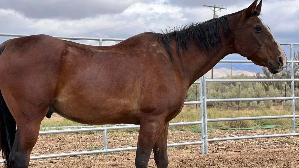 Brown horse with a black mane standing in a fenced outdoor area on a cloudy day.