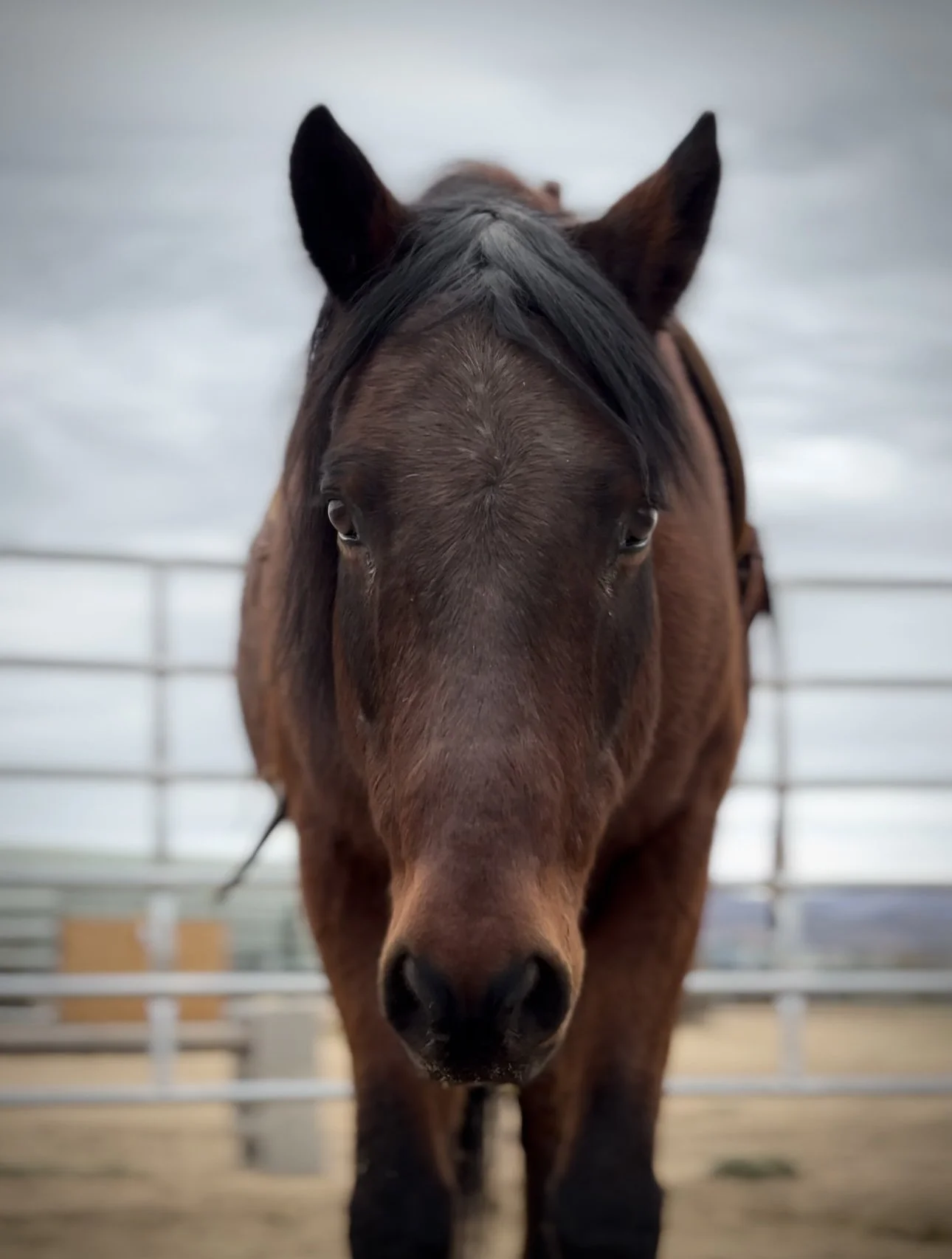 A brown horse with a black mane standing in an indoor stable.