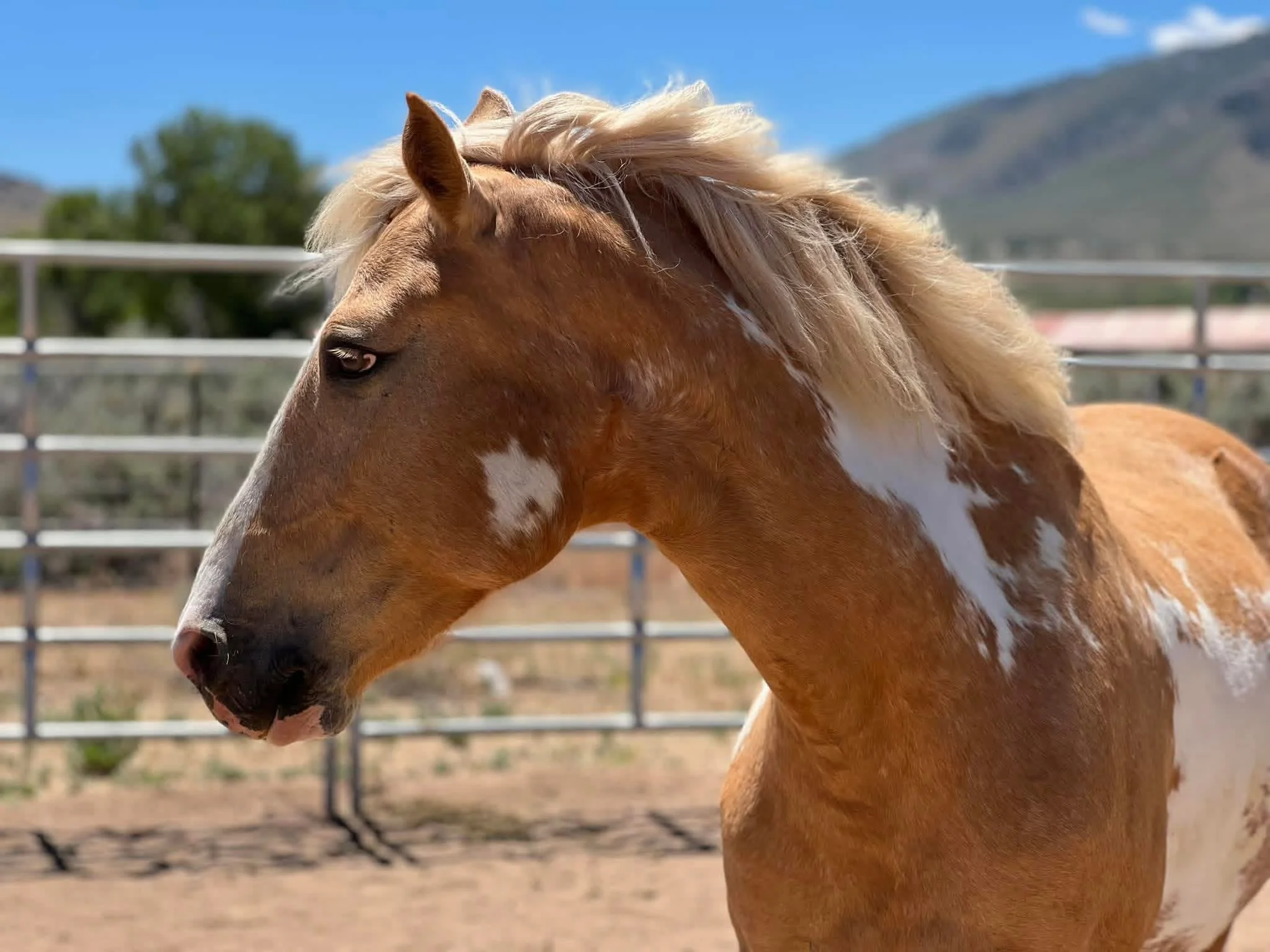 A brown horse with a blonde mane standing outdoors with mountains in the background and a metal fence.