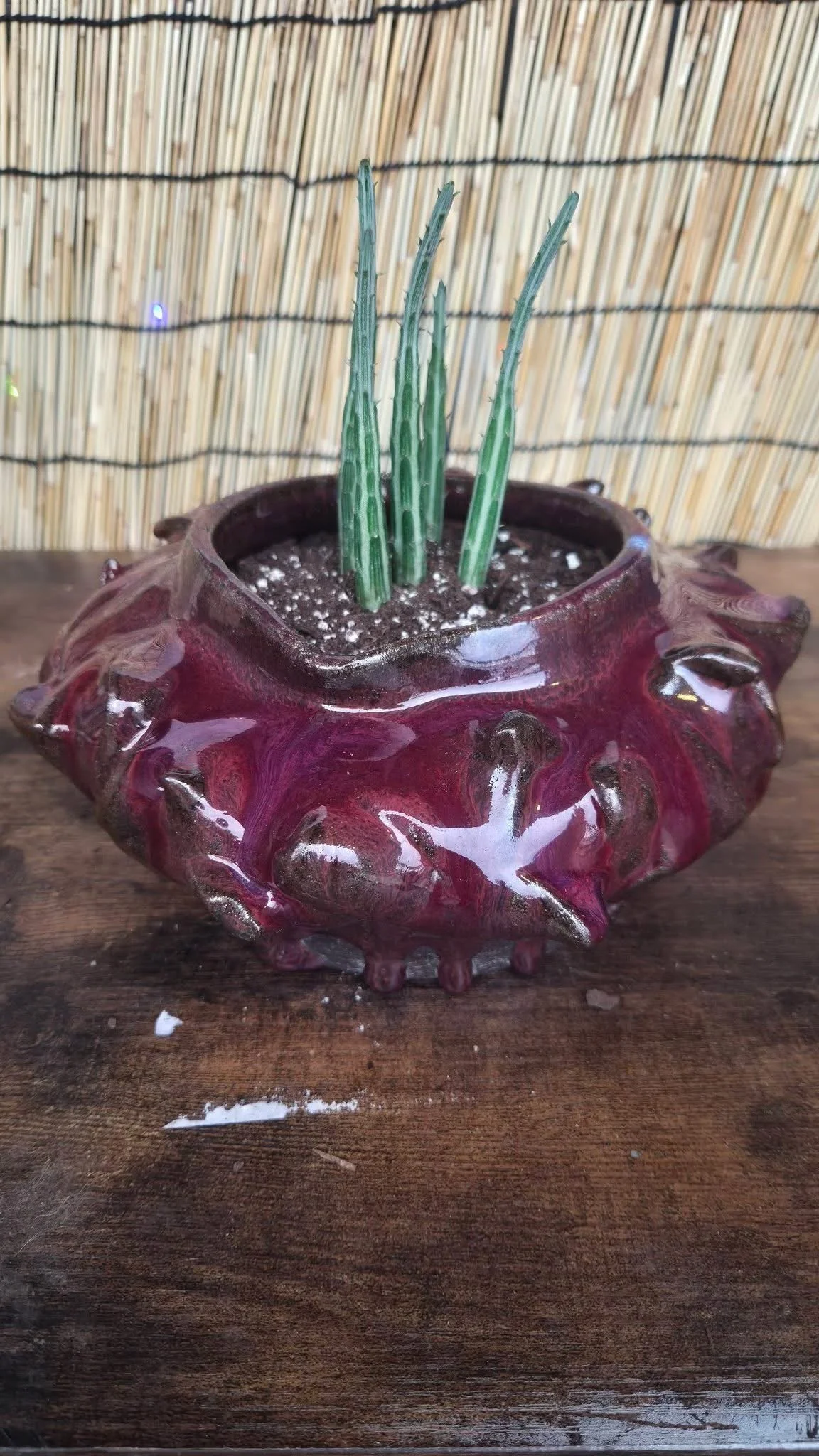 A ceramic pot with a reddish-purple glaze and decorative bumps, containing soil and three tall, green cactus cuttings, placed on a wooden surface with a bamboo screen in the background.