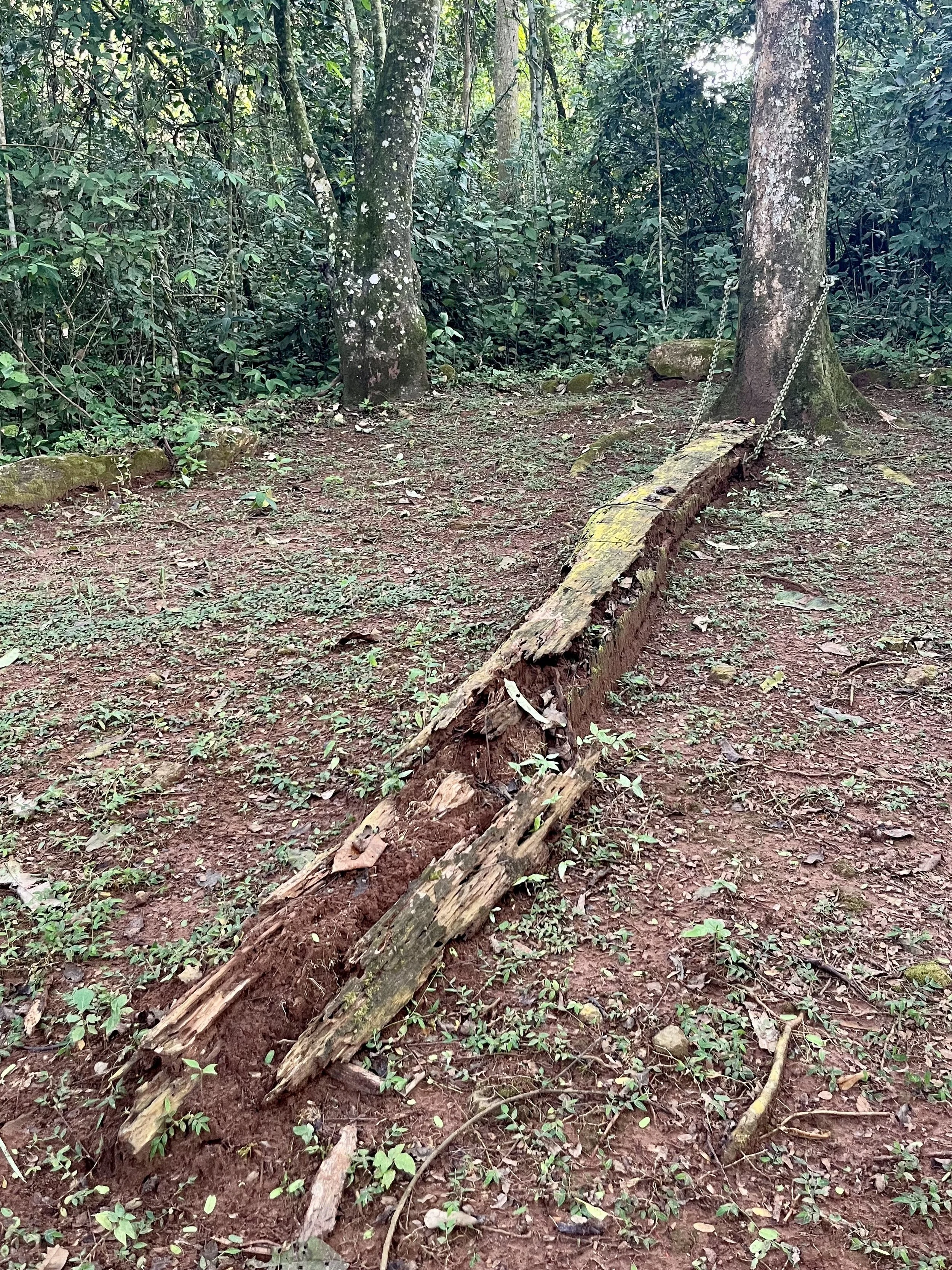 Low swinging log taken over by local fauna.. the mighty termite.. 