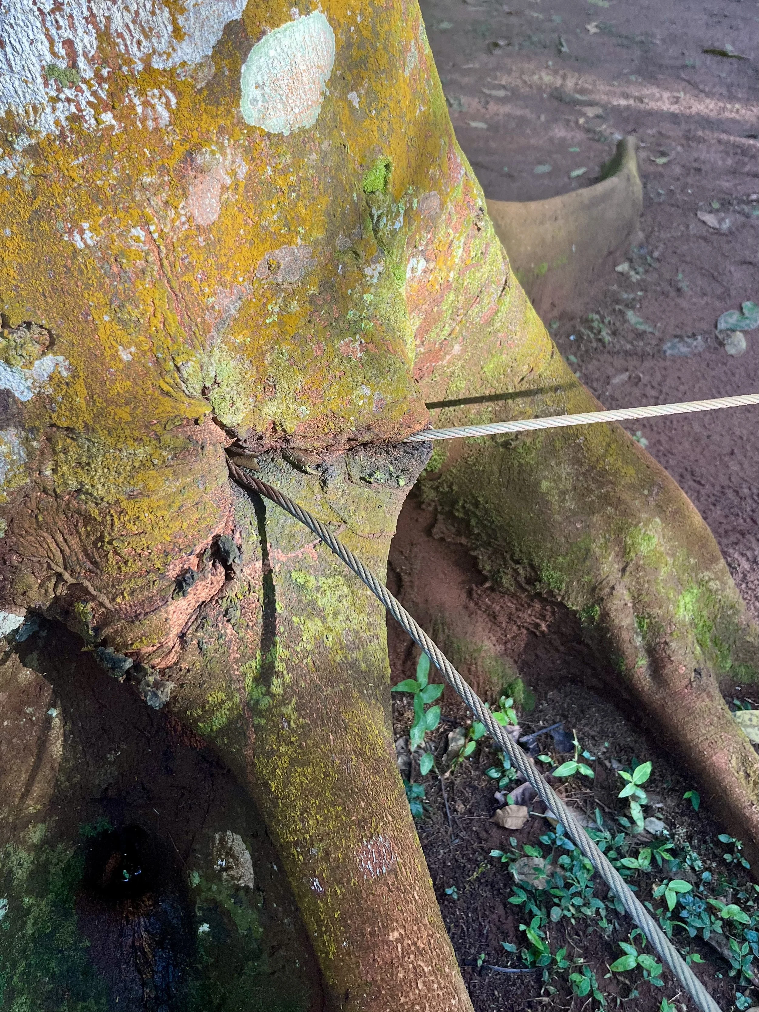 Overgrown challenge course elements
