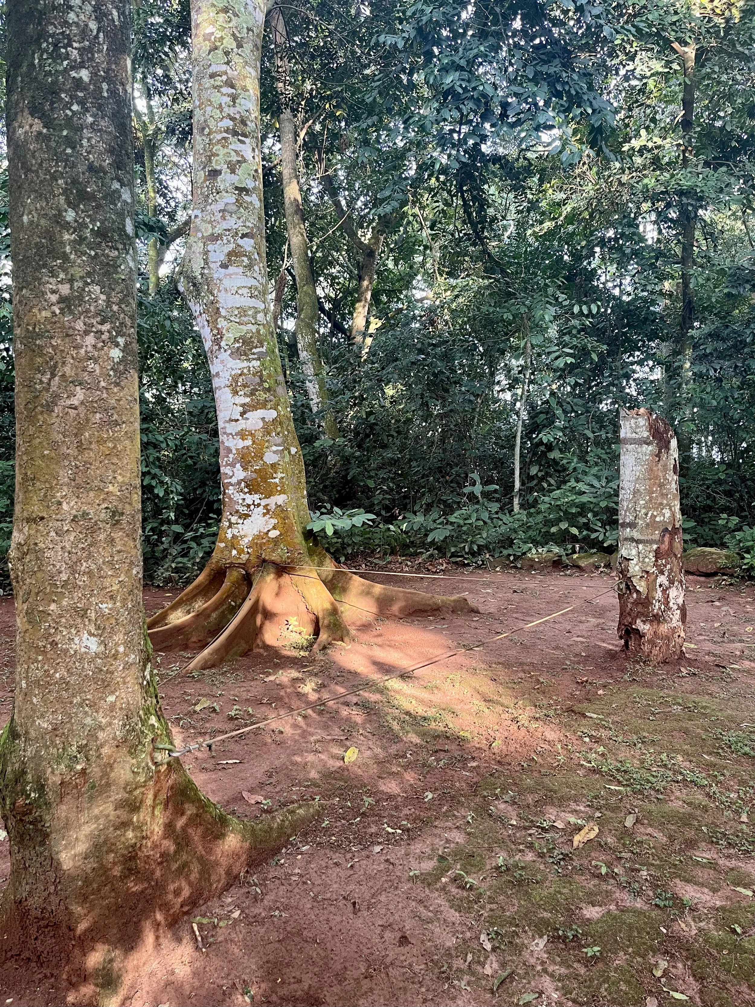 Challenge course element overgrown and in disrepair