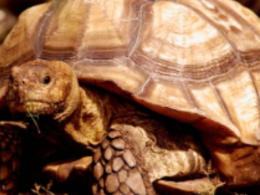 Young couple trial runs parenthood by acquiring a pet