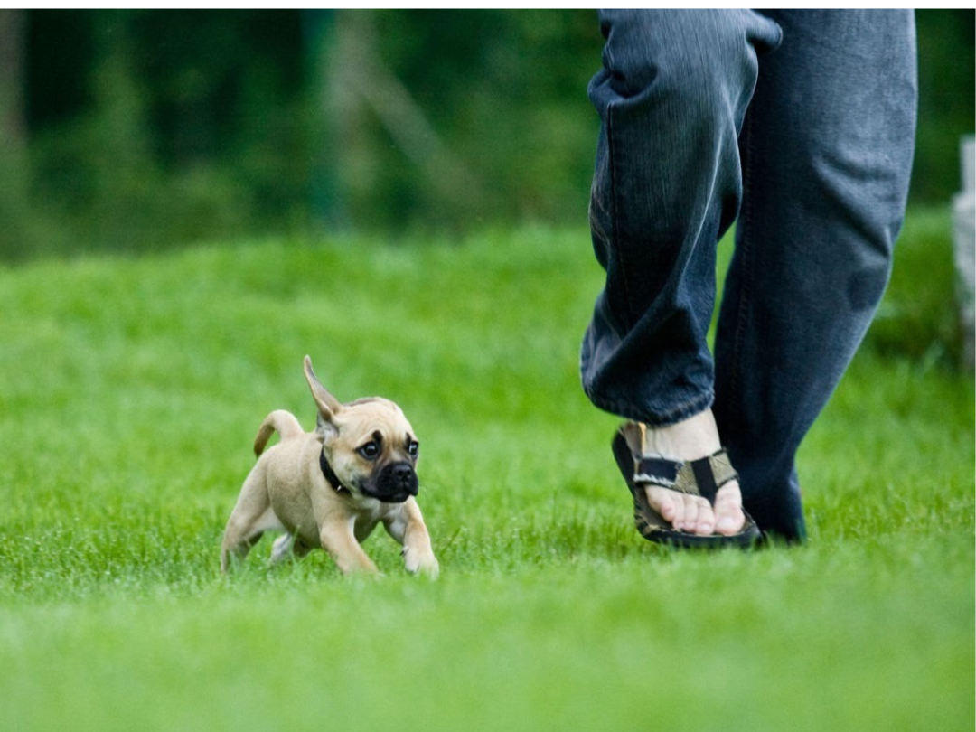 ‘Don’t worry, he’s friendly,’ says dog owner as mutt almost mauls man