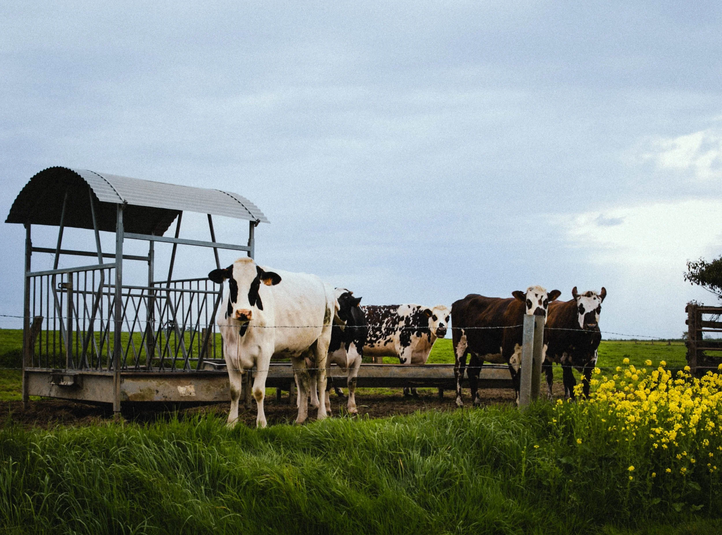 Several cows, mostly black and white, are standing on a green grassy field behind a metal fence with a yellow flowering plant nearby. One cow is standing in front of a metal feeding structure with a curved roof under a mostly cloudy sky.