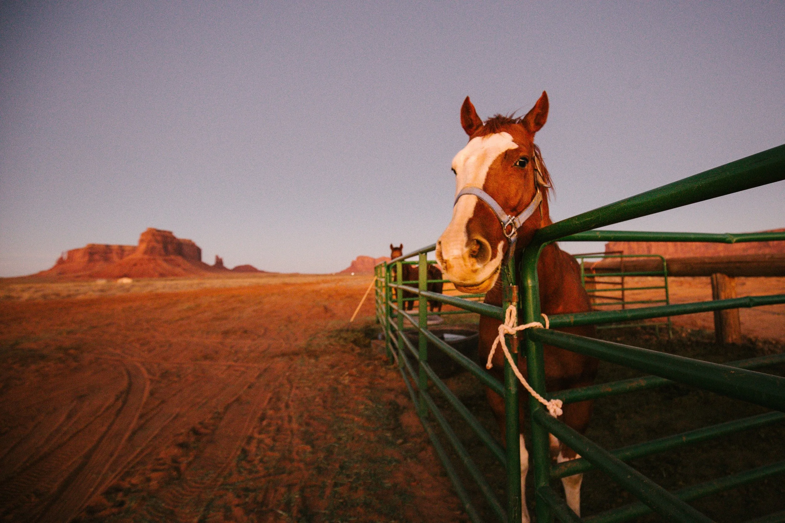 A brown and white horse with a gray halter looking over green metal fencing in a desert landscape with distant mesas under a clear sky.