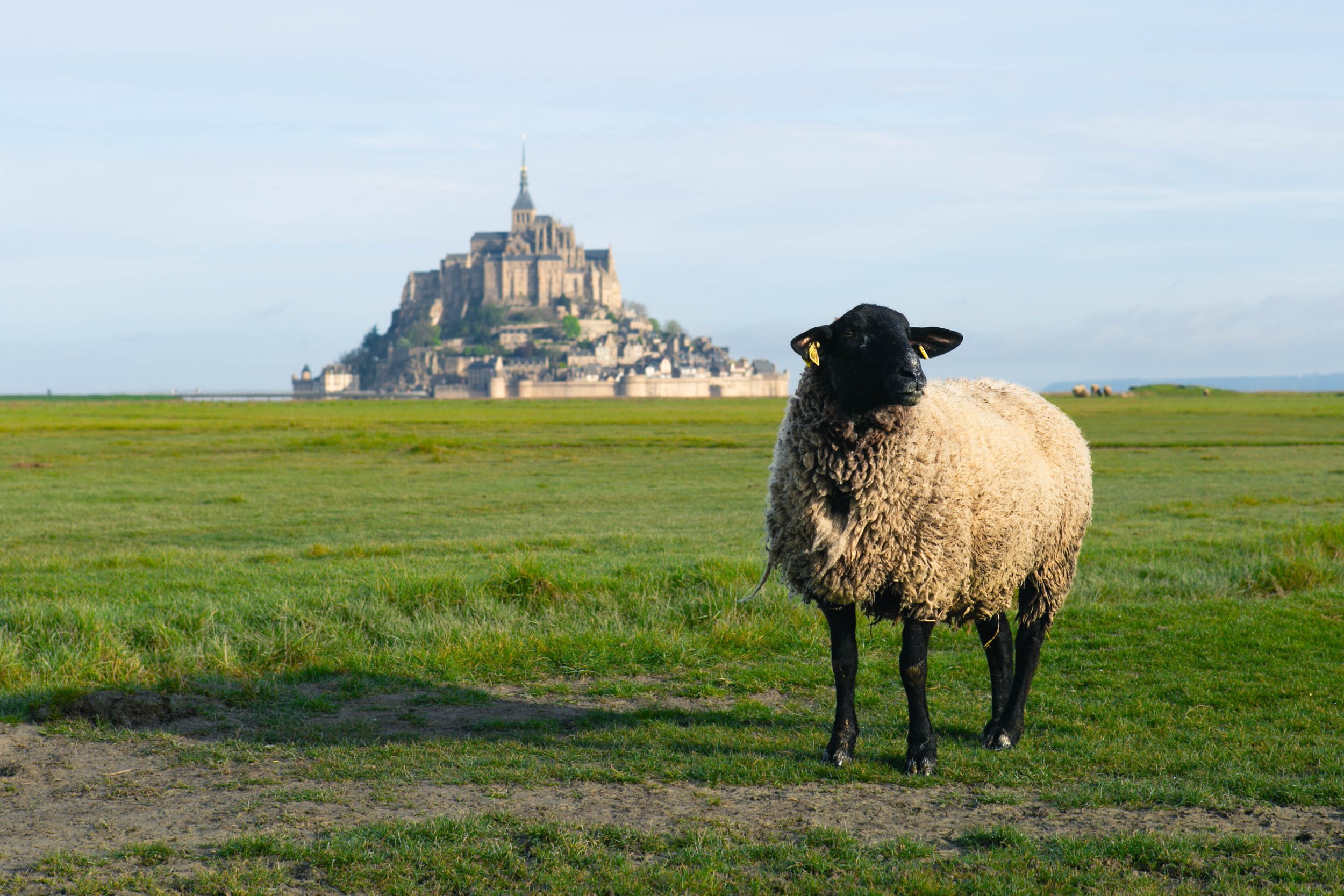 A sheep with a black face and ears standing on a grassy field, with Mont Saint-Michel in the background under a blue sky.