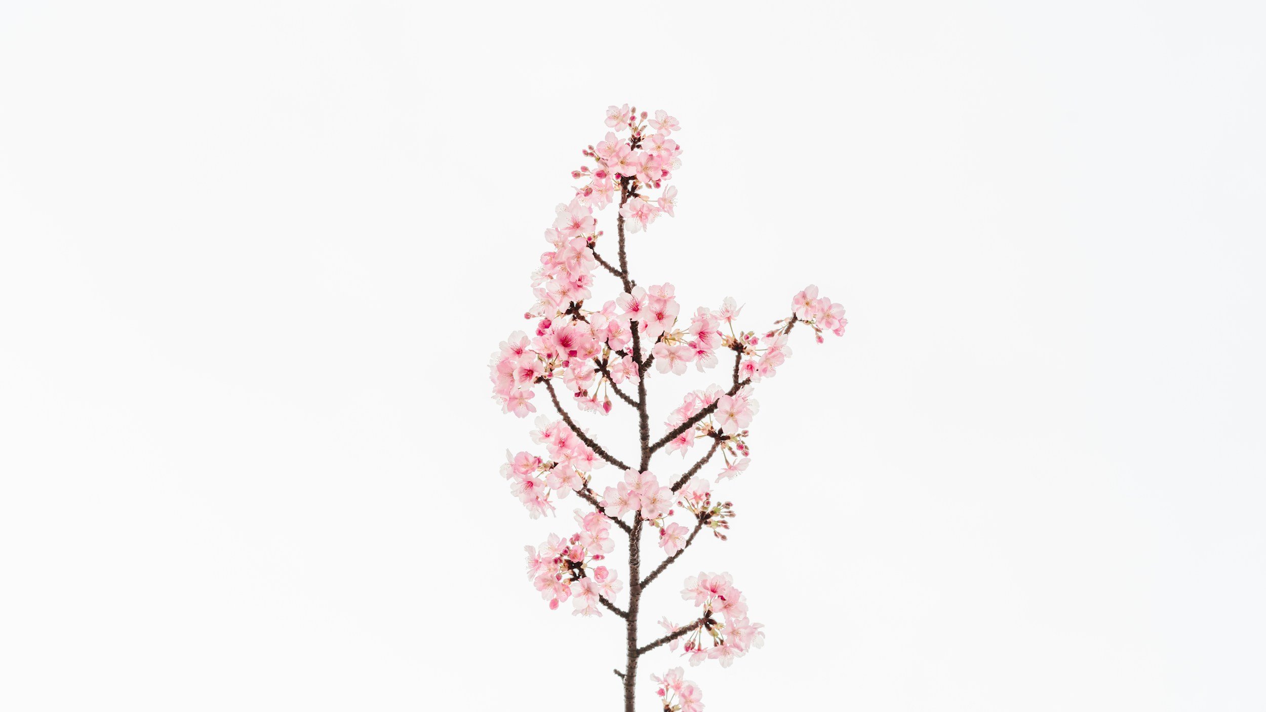 Cherry Blossom on Gray Background