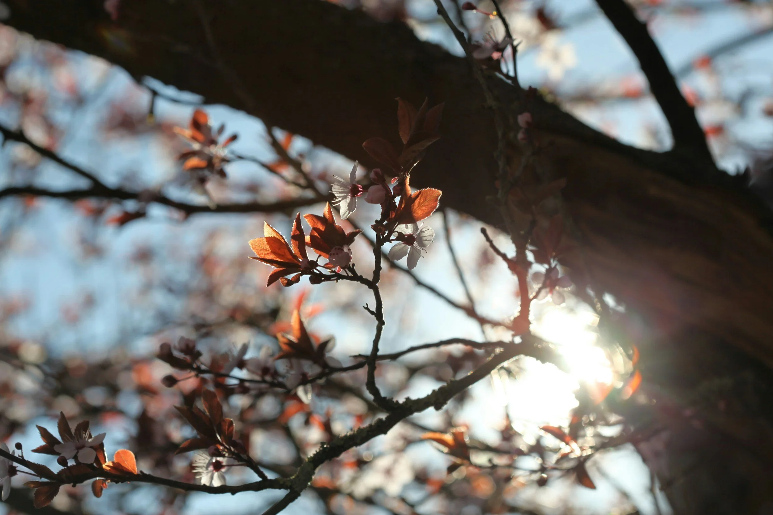 Close-up of flowering tree branches with sunlight shining through, showing pink and white blossoms and reddish-brown leaves.