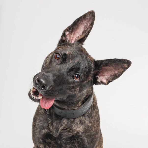 A brindle-coated dog with large ears, one of which is standing straight up and the other slightly flopping, looking at the camera with its tongue out, wearing a black collar, on a plain white background.