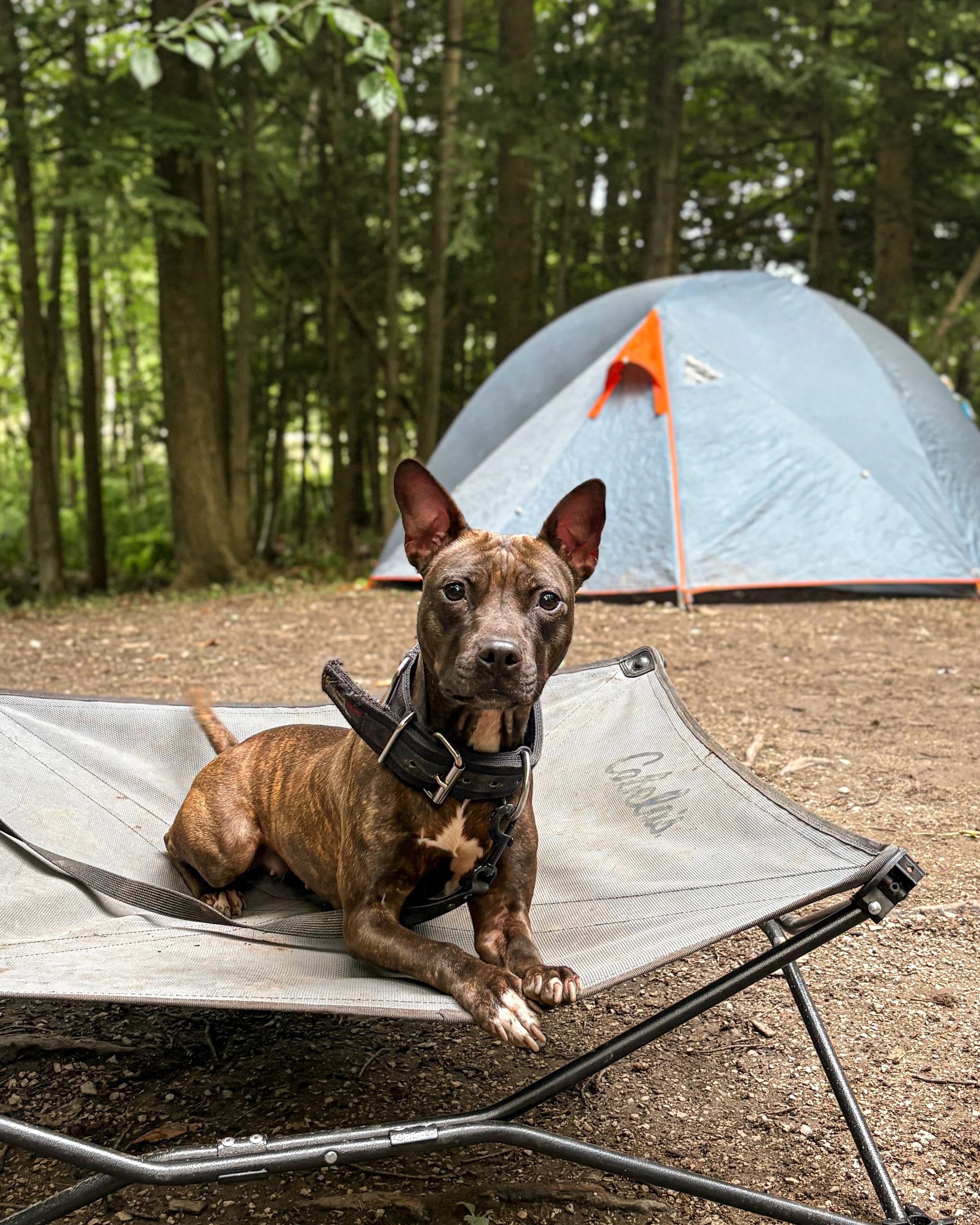 A brindle-coated dog with a black collar sitting on a raised camping cot in front of a blue camping tent in a wooded area.