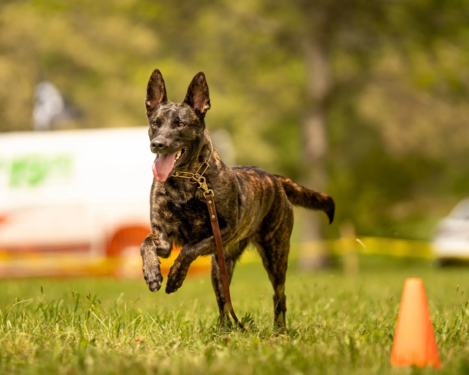 Dutch Shepherd dog running around a training cone outdoors on grass, with a blurred background of trees and a sign.