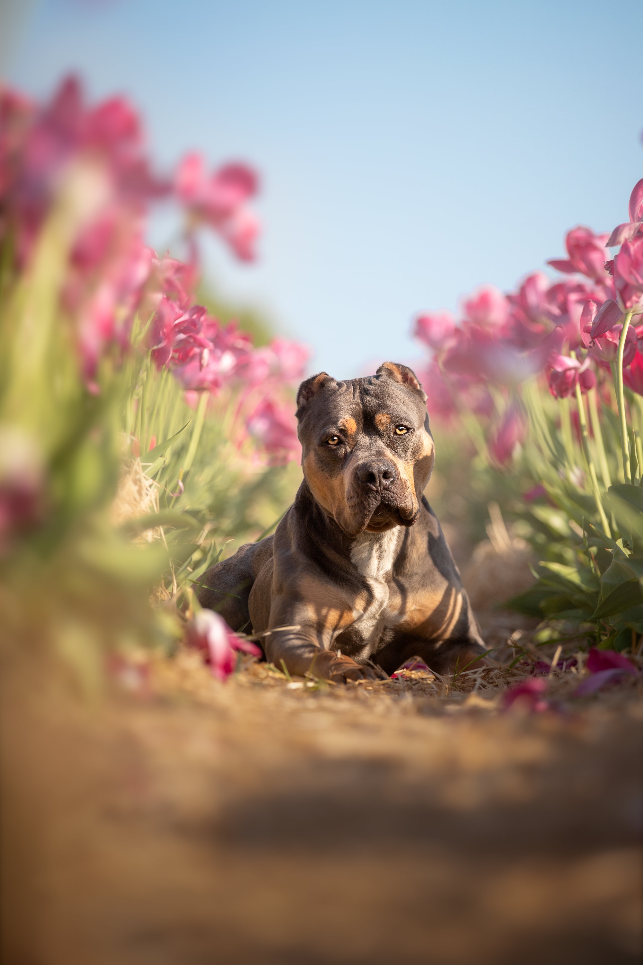 A dog with a brown and black coat sitting outdoors among pink flowers with a blue sky in the background.