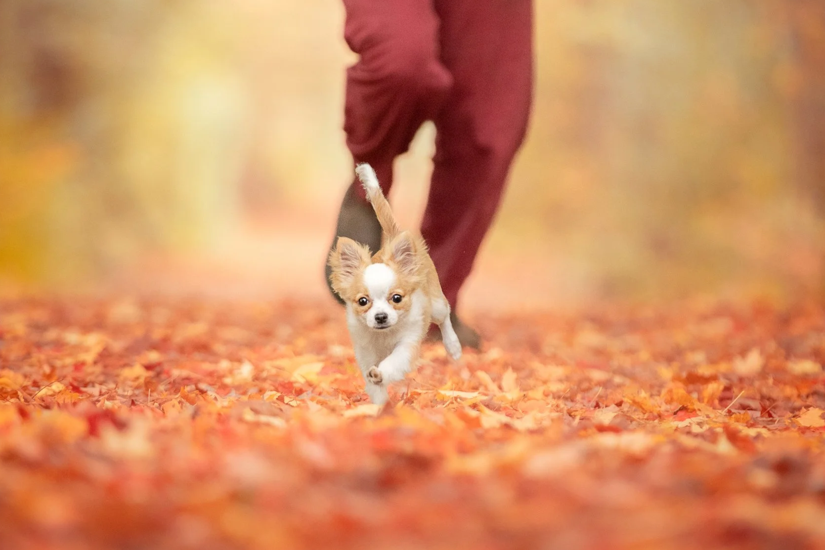 A small dog running through a carpet of fallen autumn leaves, with a person's legs visible in the background.