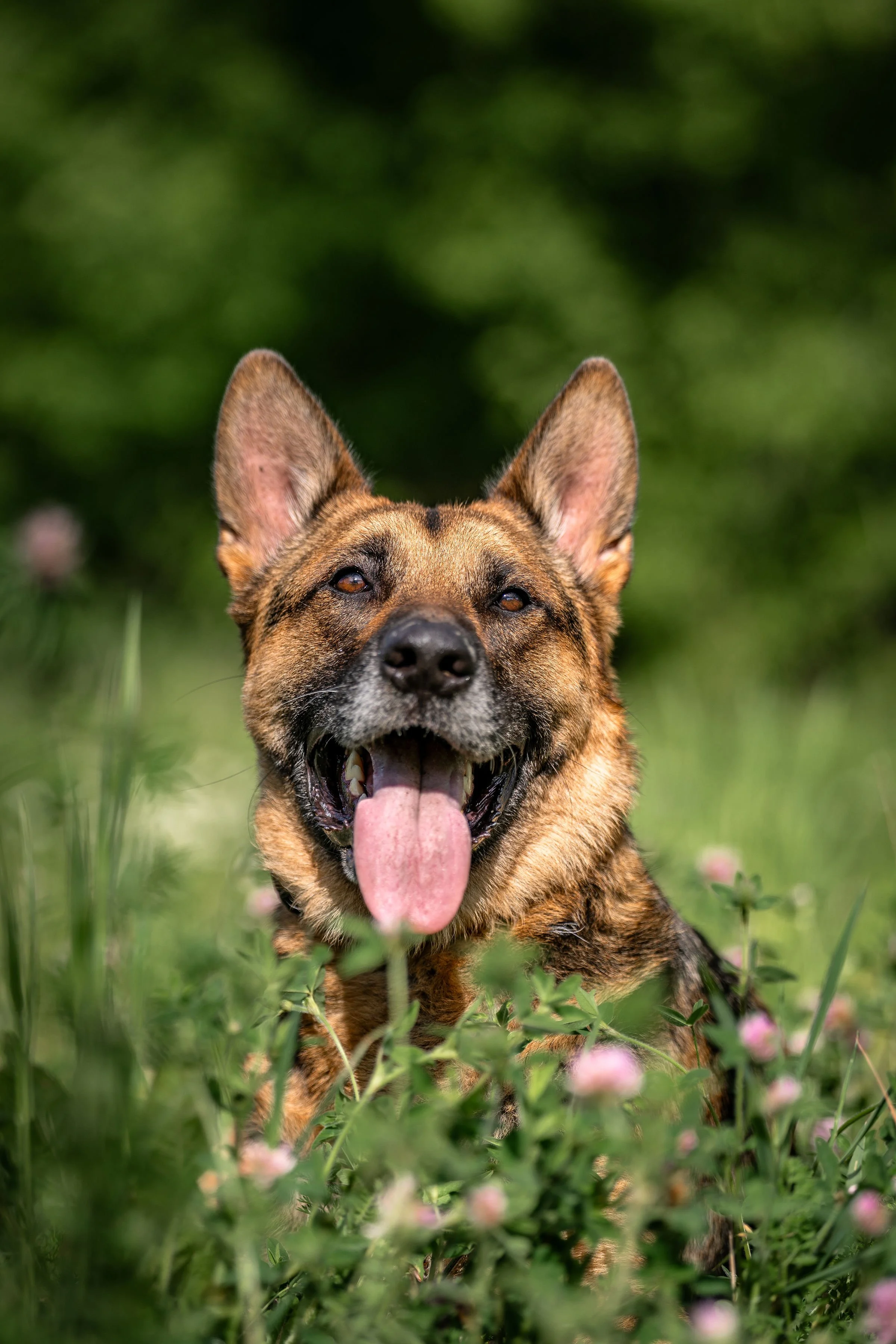 A happy dog with its tongue out, lying in a grassy field with pink flowers and green foliage in the background.