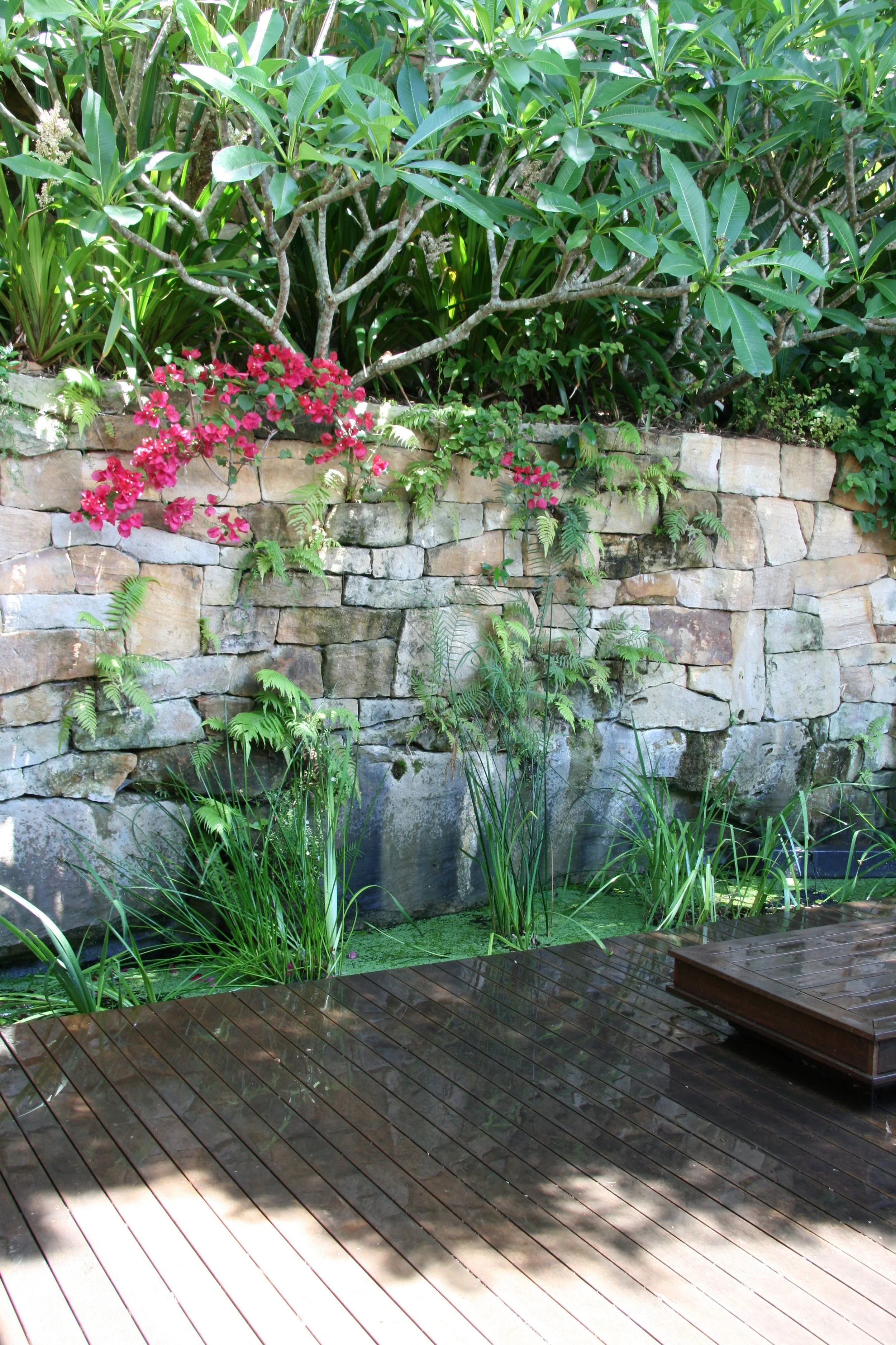 Grand planting softening the stone wall, enhancing views from the timber deck