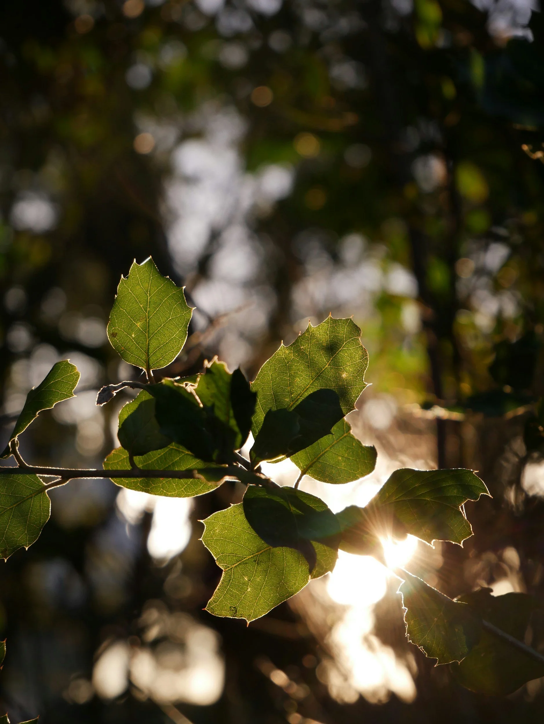 Close-up of green leaves with sunlight shining through them at sunset or sunrise.