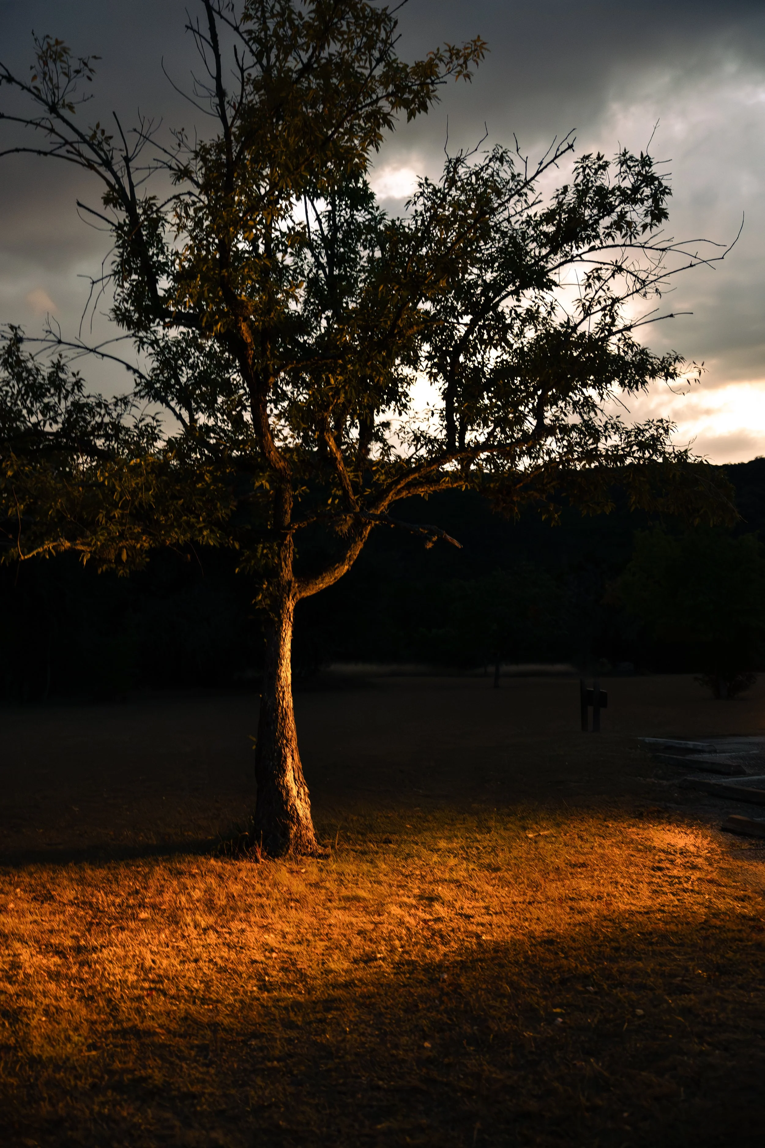 Lost Maples Nature-4.jpg