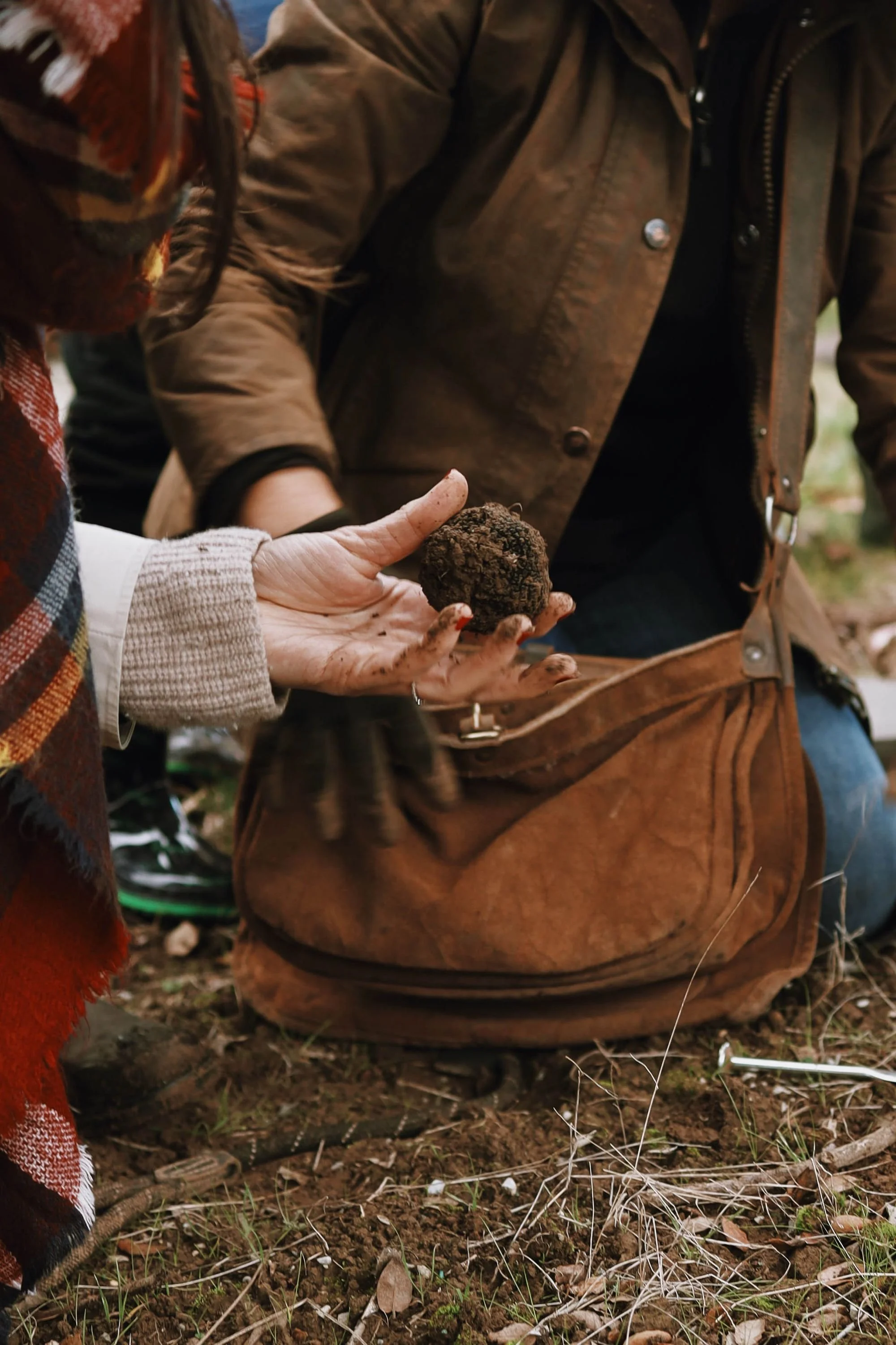 69e01e8bb31f38f8fb470784_truffle20-p-2000.jpg