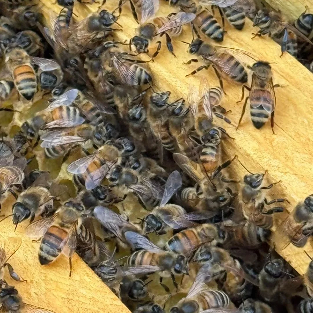 Why we started keeping bees.