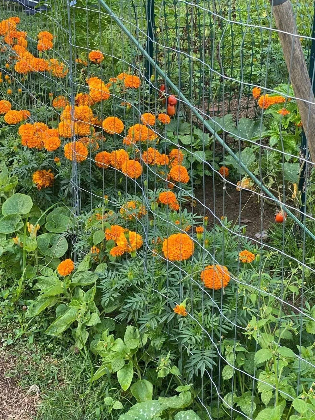 Orange marigold flowers growing behind a wire fence in a garden.