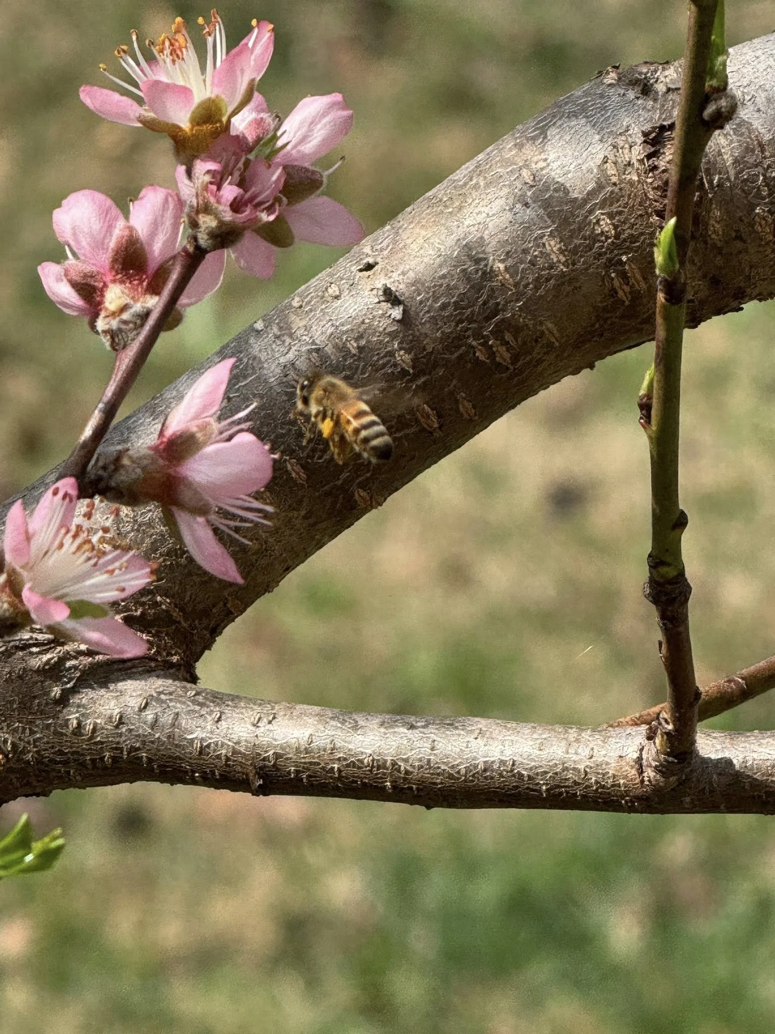 A bee collecting nectar from pink cherry blossom flowers on a tree branch.