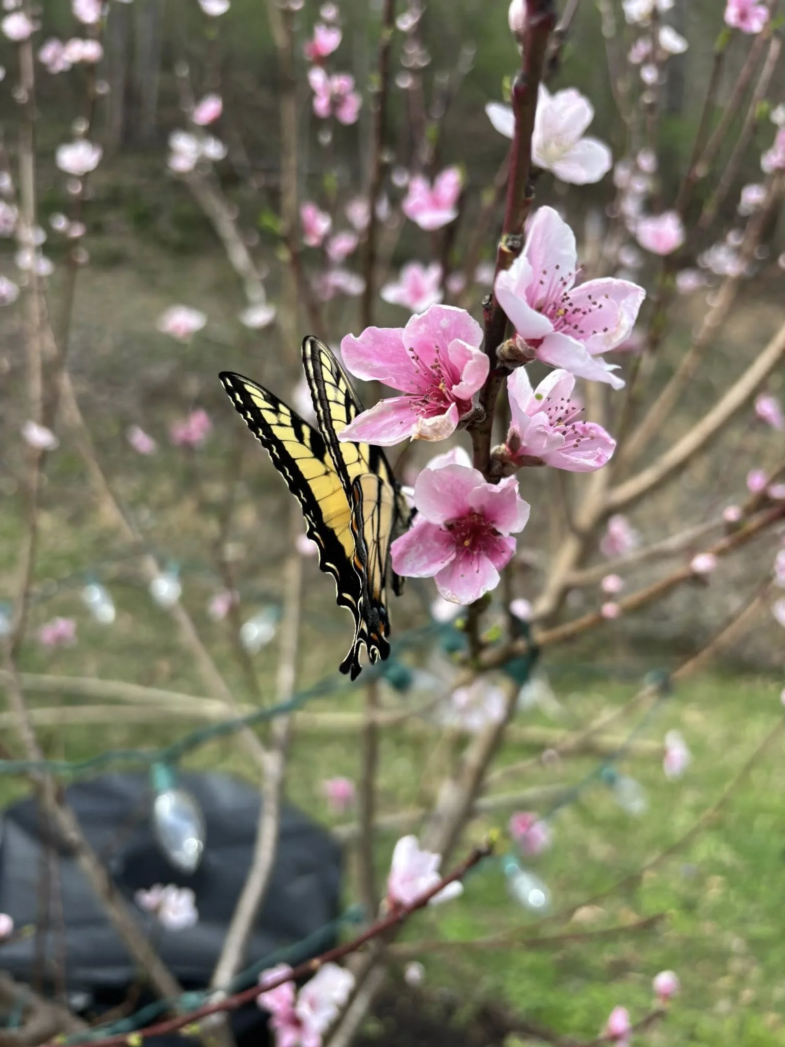 A yellow and black butterfly perched on pink blossoms on a tree branch.