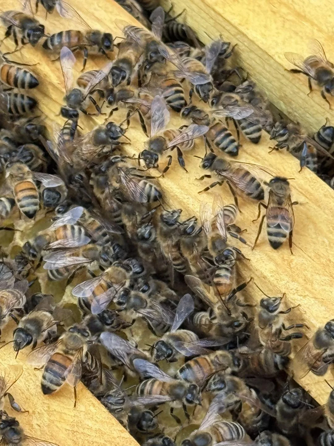 Local Honey